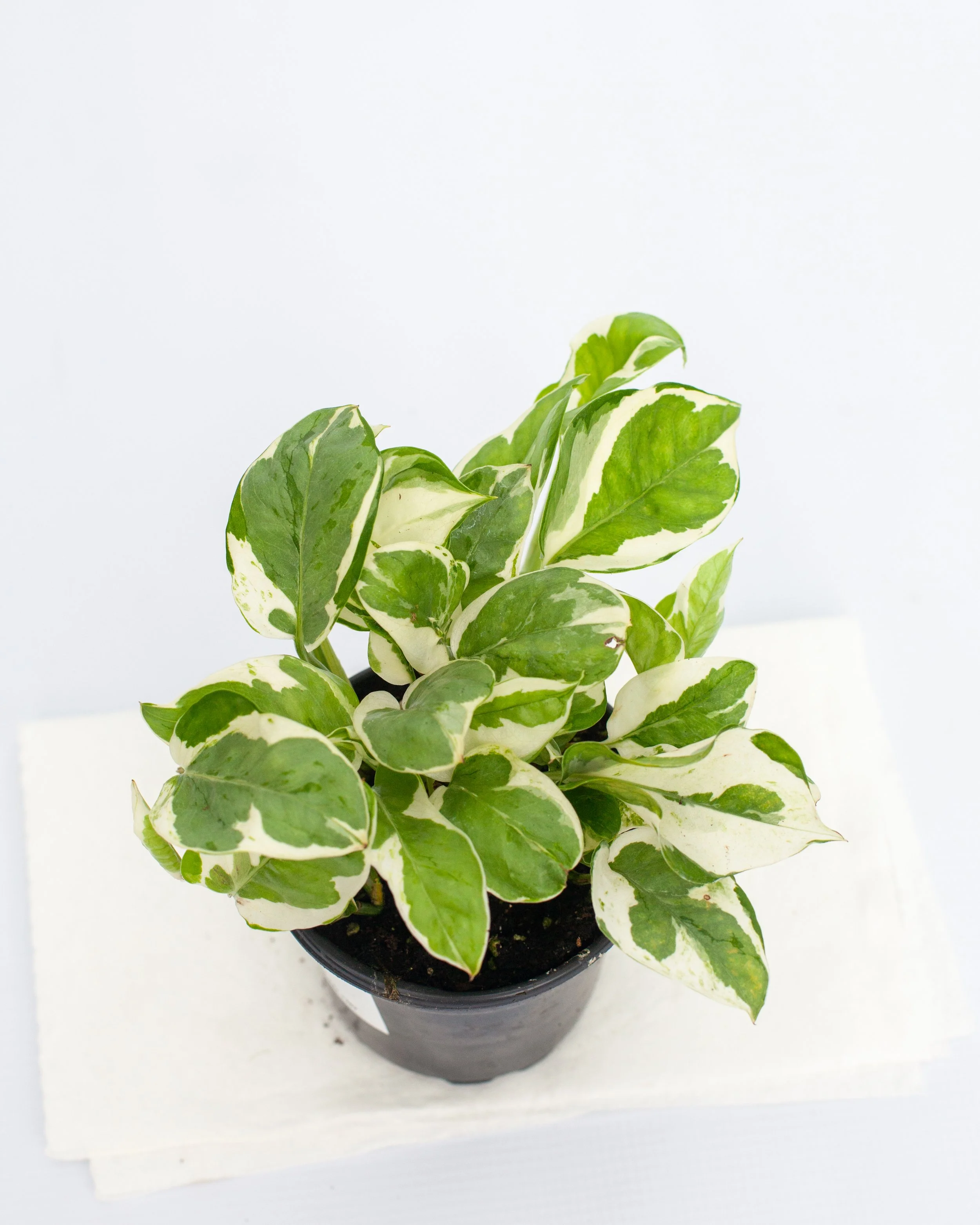 Pothos 'Pearls & Jade'