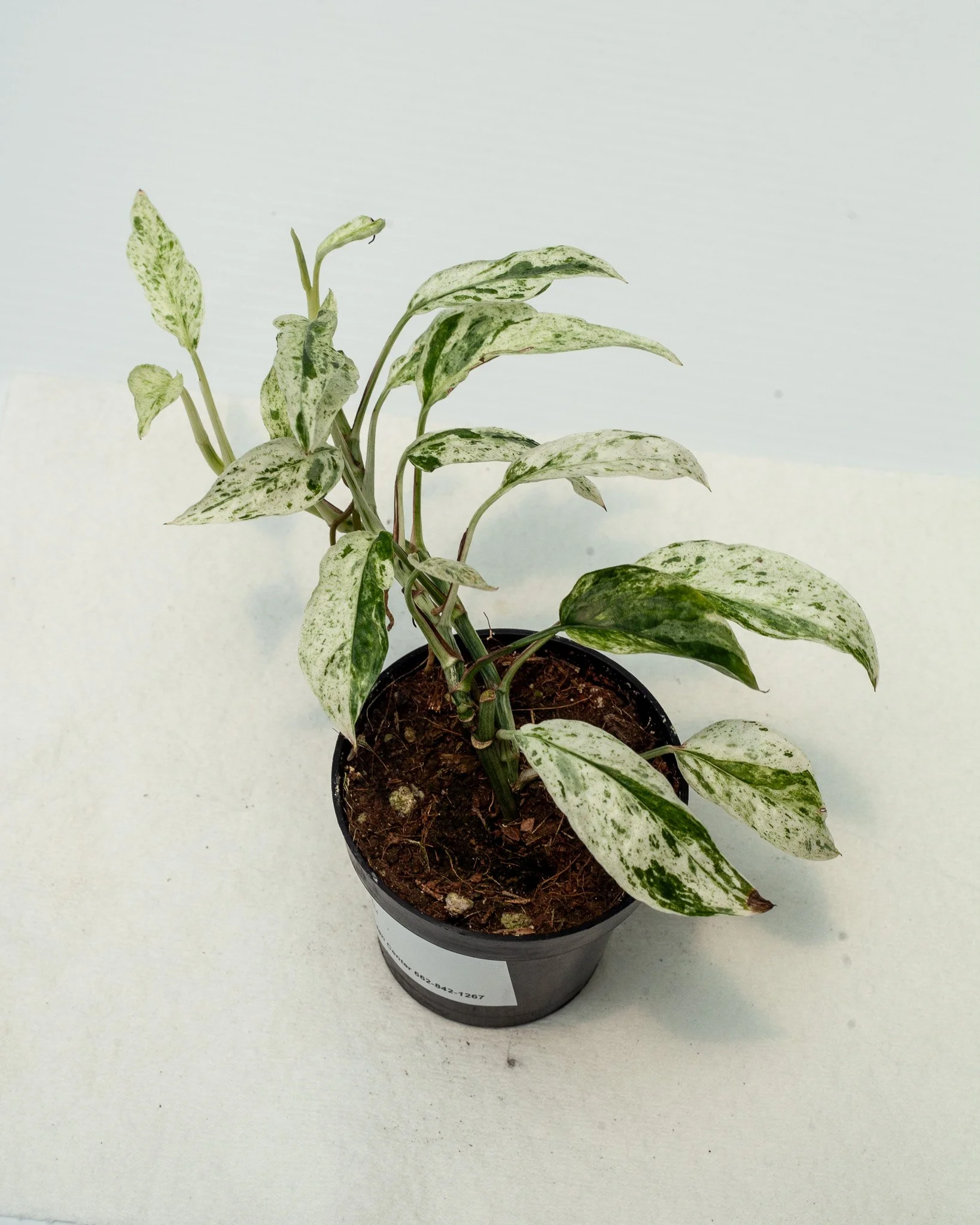 Epipremnum 'Bali'