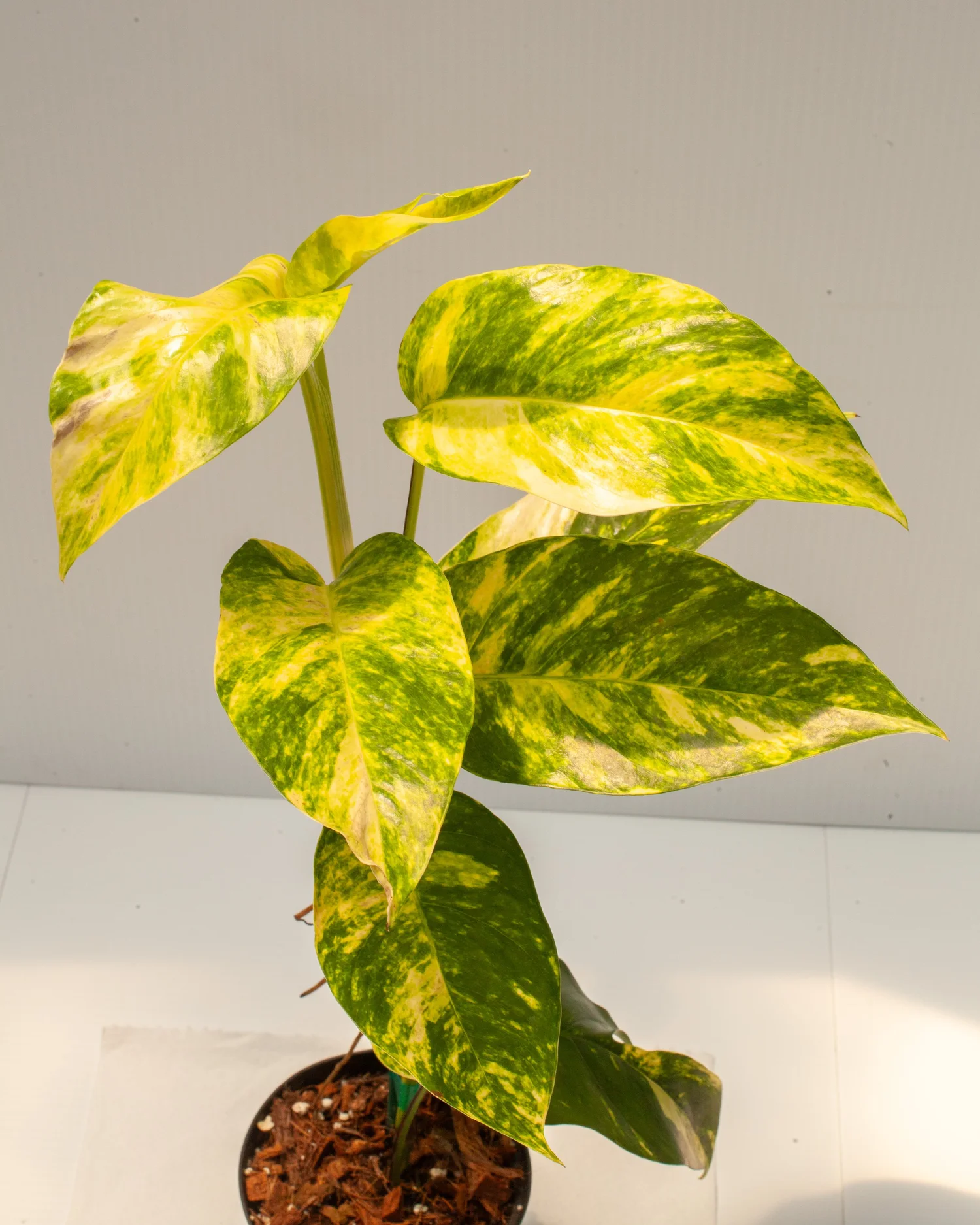white and green monstera Monstera Lechleriana Variegated Houseplants