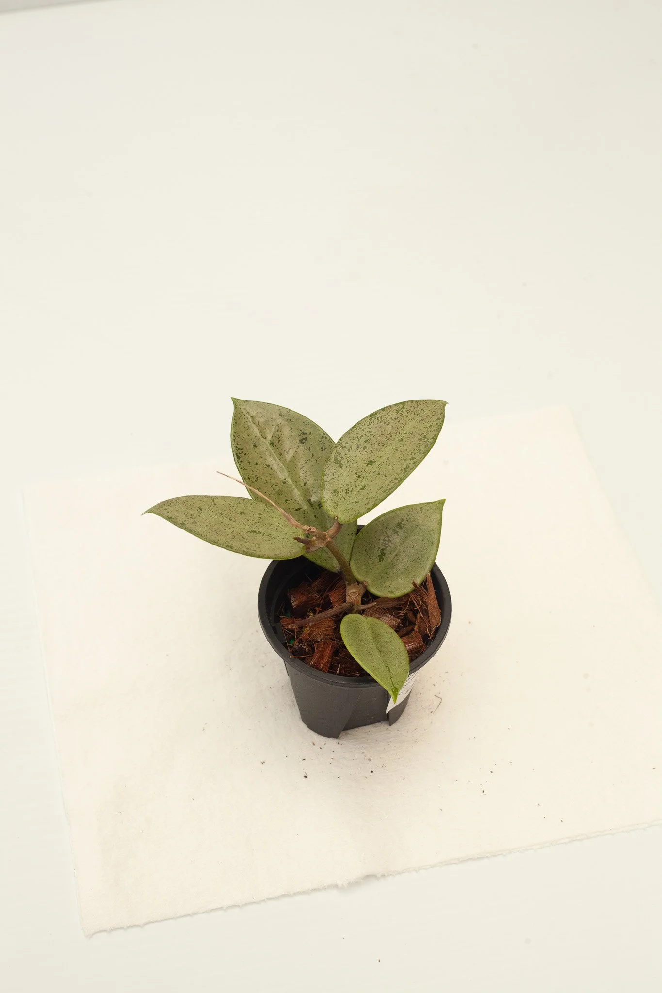 Hoya parasitica (Silver Heart)