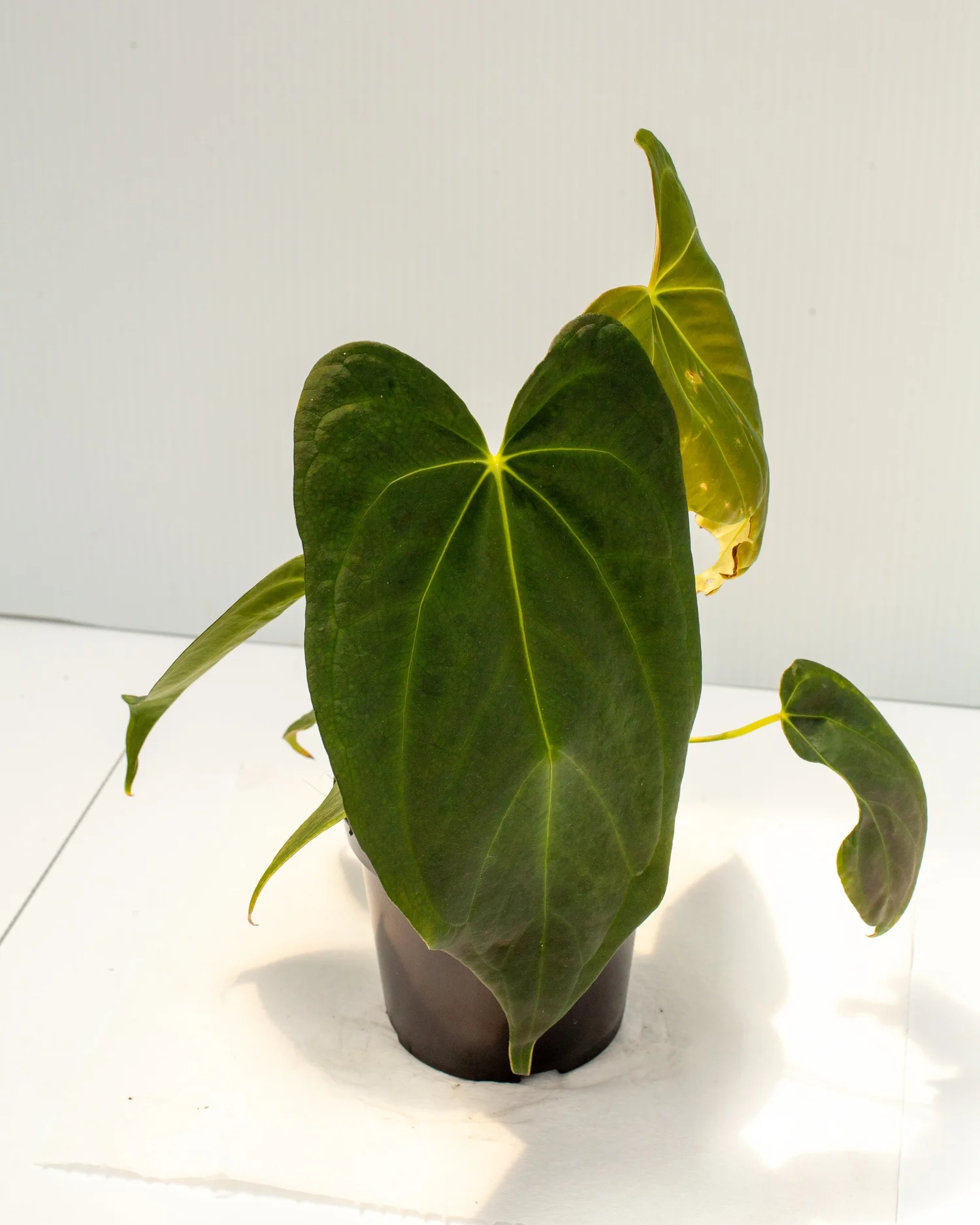 アンスリウム 'blue papillilaminum' ×self Buy Anthurium Blue Papillilaminum Online – HappiestPlants