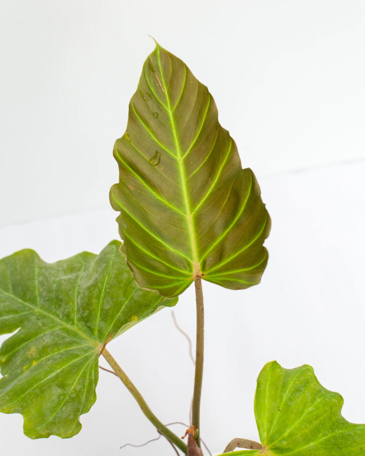 Philodendron corsinianum (P. pinnatifidum x P. verrucosum)  Philips Garden  Center