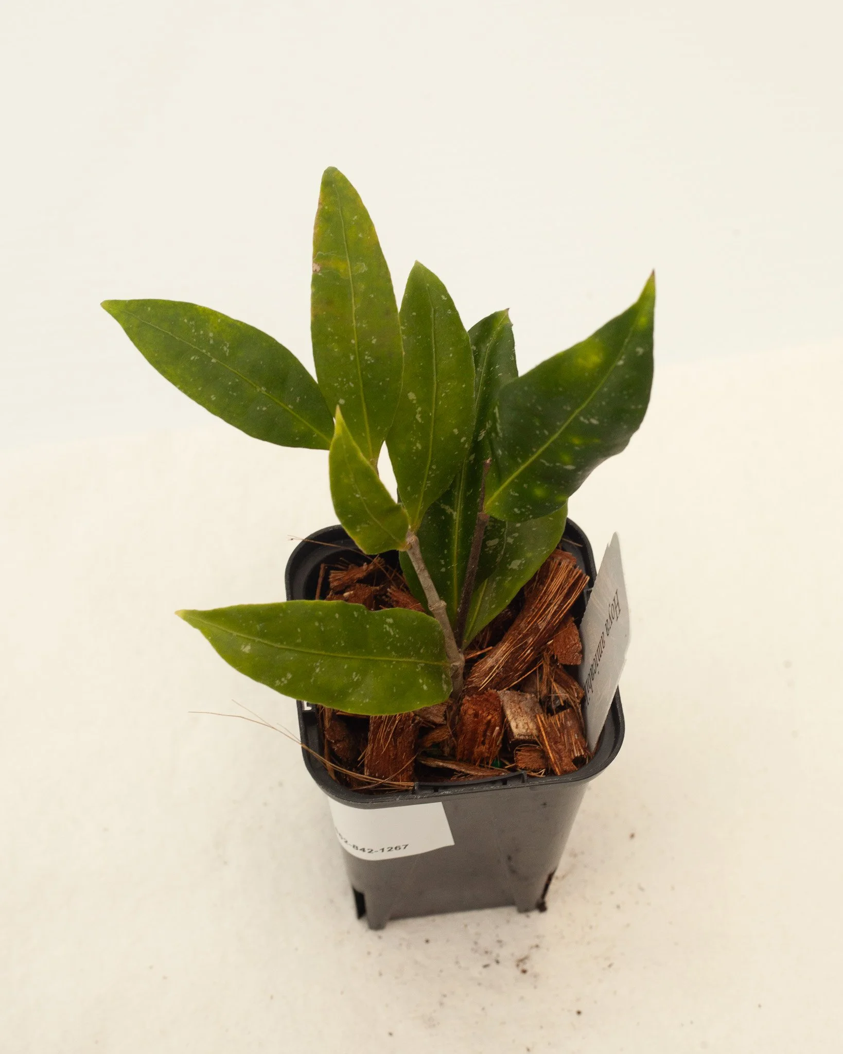 Hoya amicabilis