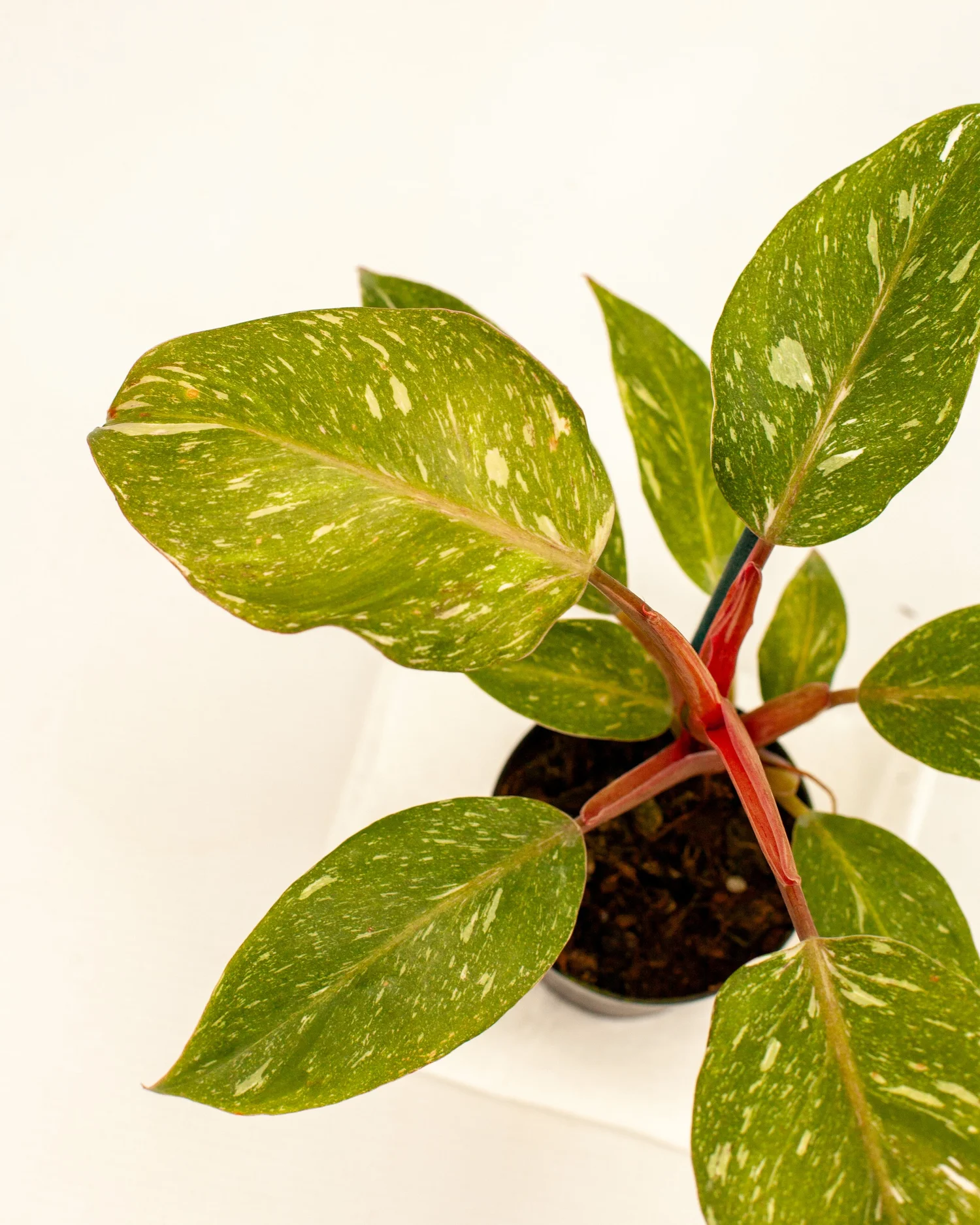 xmas plant Buy Poinsettia, Christmas Flower (Red)