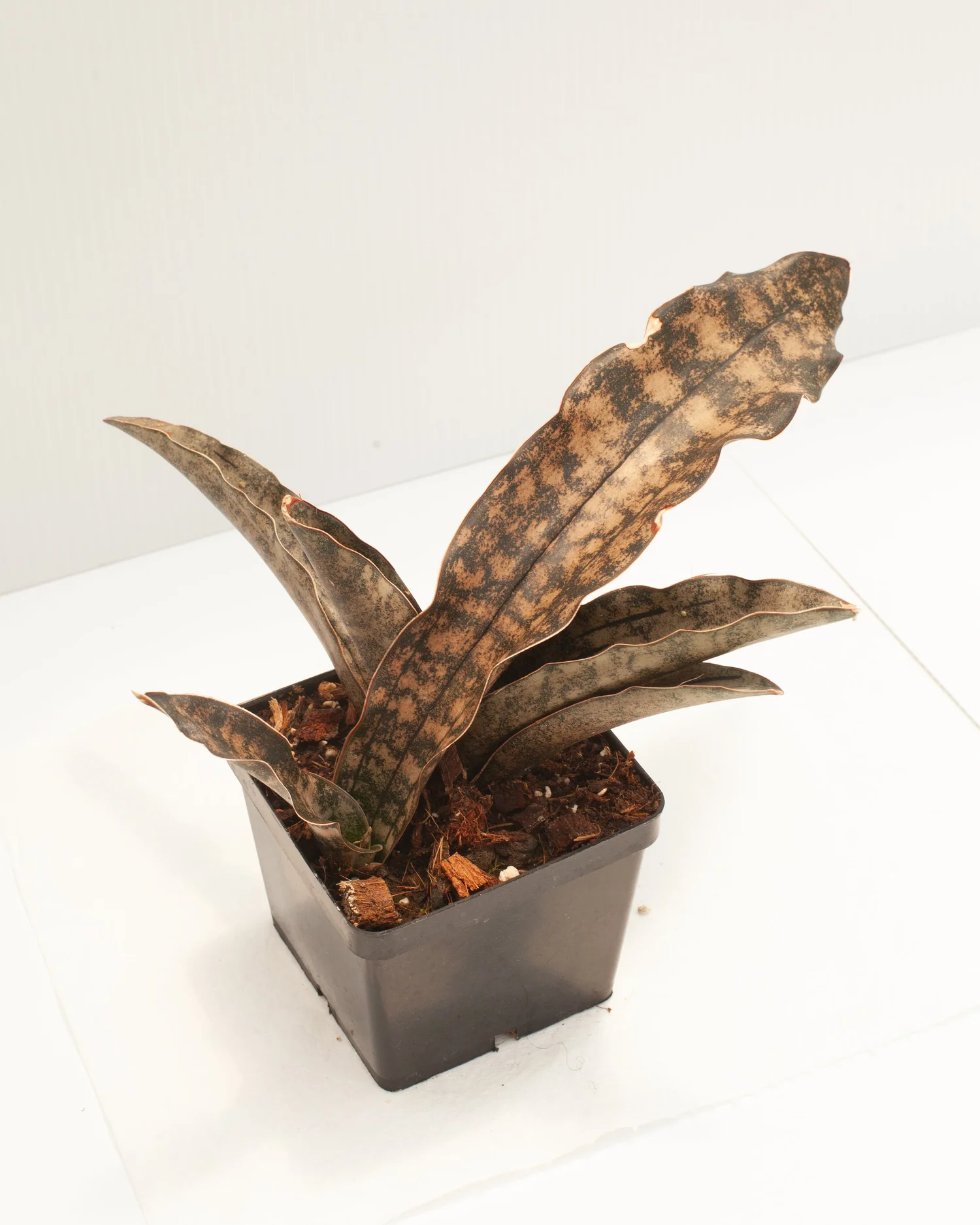 "Kirkii Coppertone" Snake Plant  Philips Garden Center