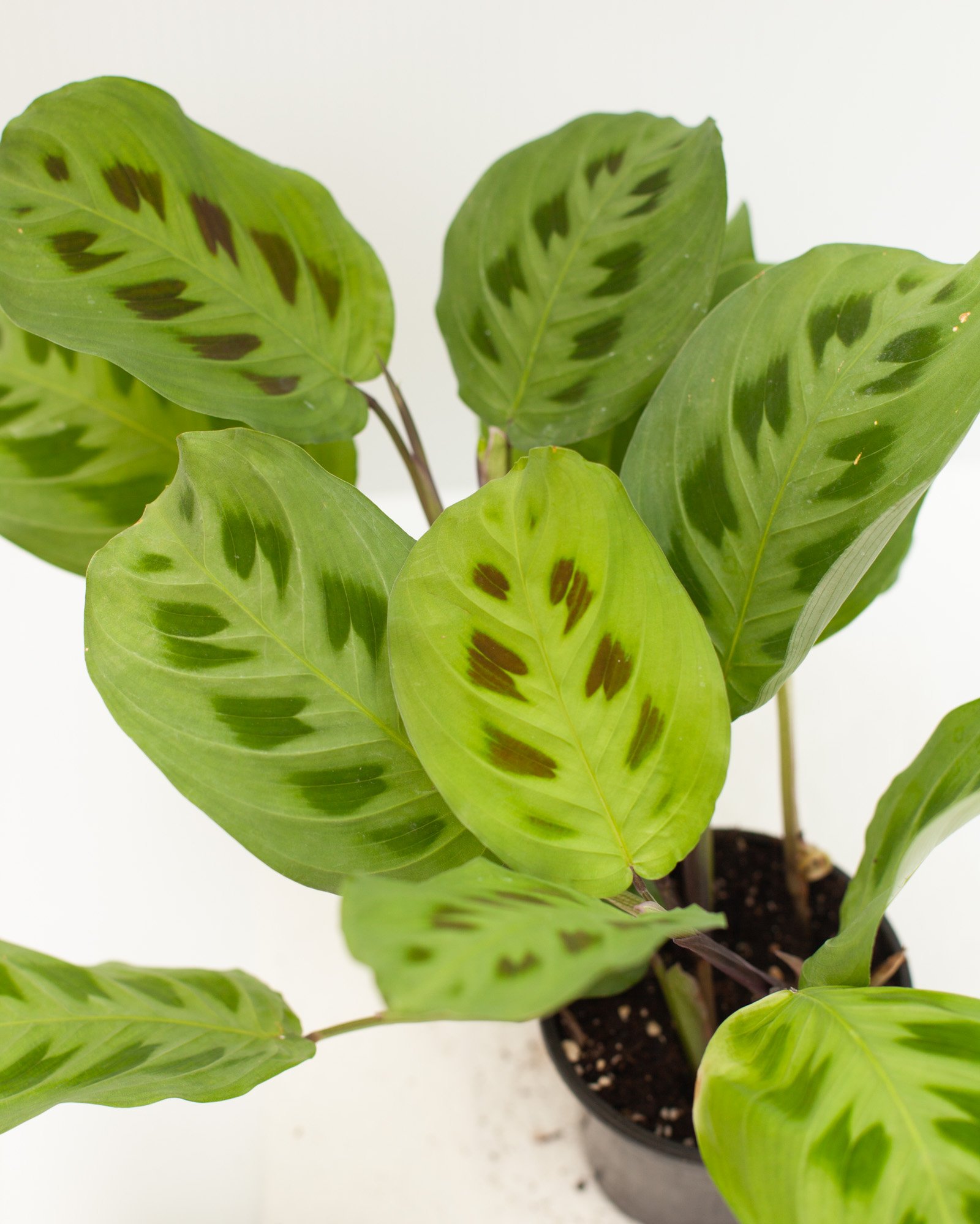 Prayer Plant (Maranta leuconeura)