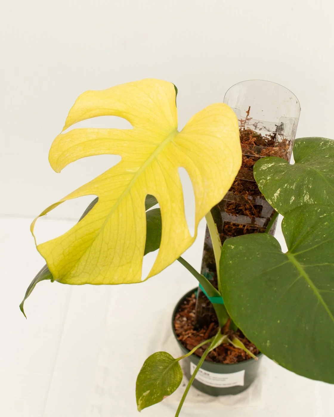 Monstera deliciosa 'Mint variegated'  Philips Garden Center