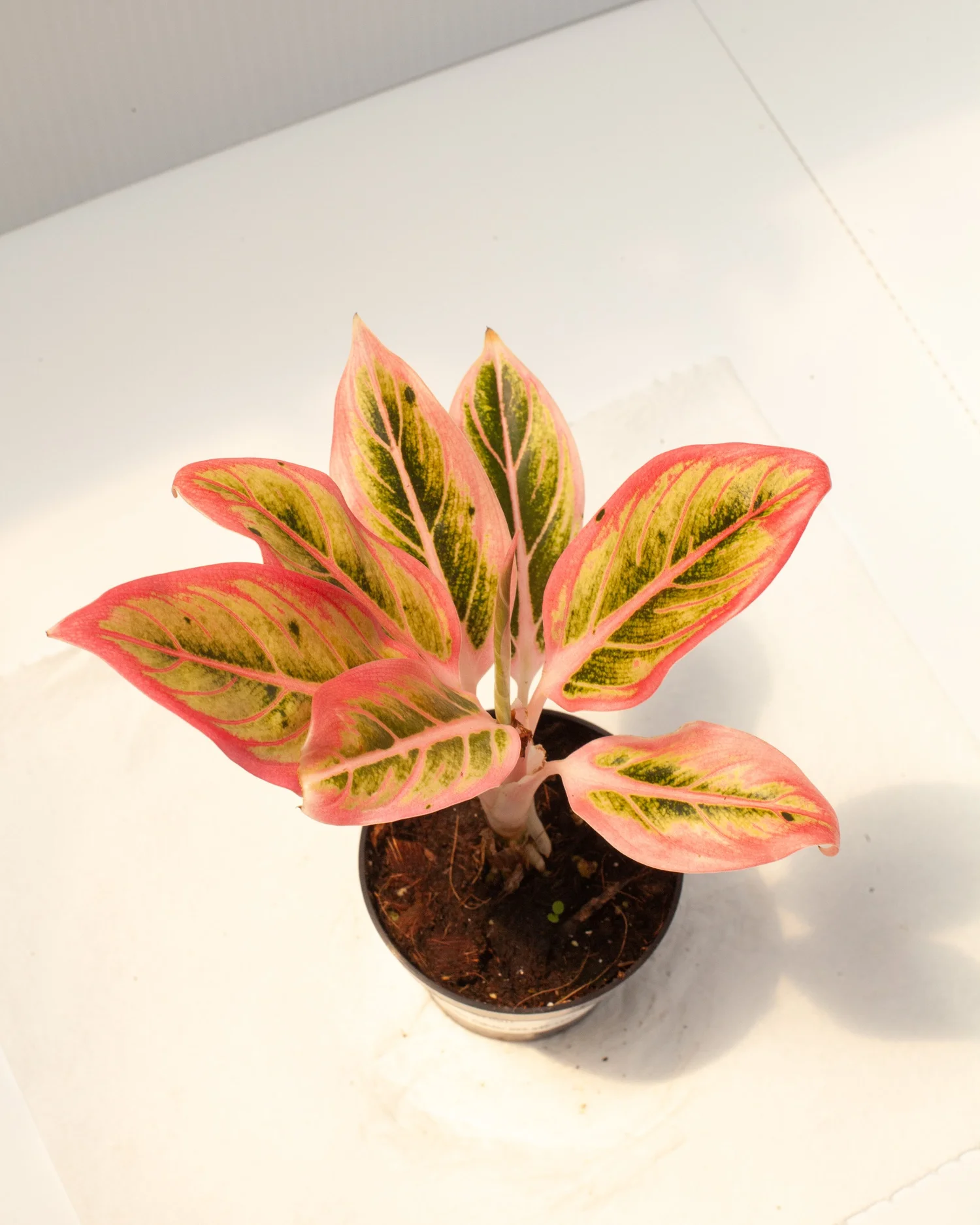 variegated dracaena Dracaena Jade Jewel- Live Plant in a 4 Inch Pot - Dracaena Fragrans 'Jade Jewel'