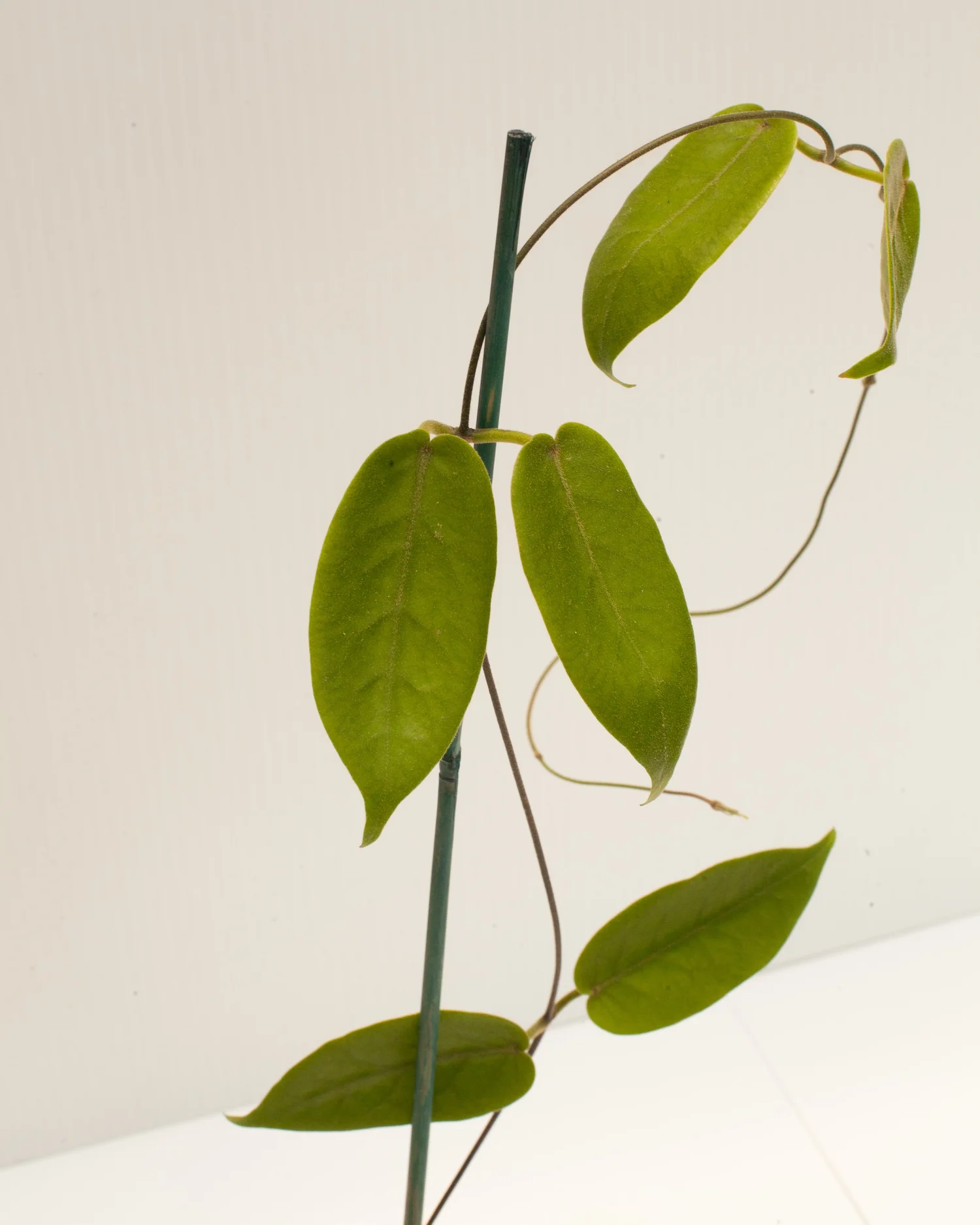 ananさん専用 ＊ Hoya ＊ ホヤ ＊ inflata ananさん専用 ＊ Hoya