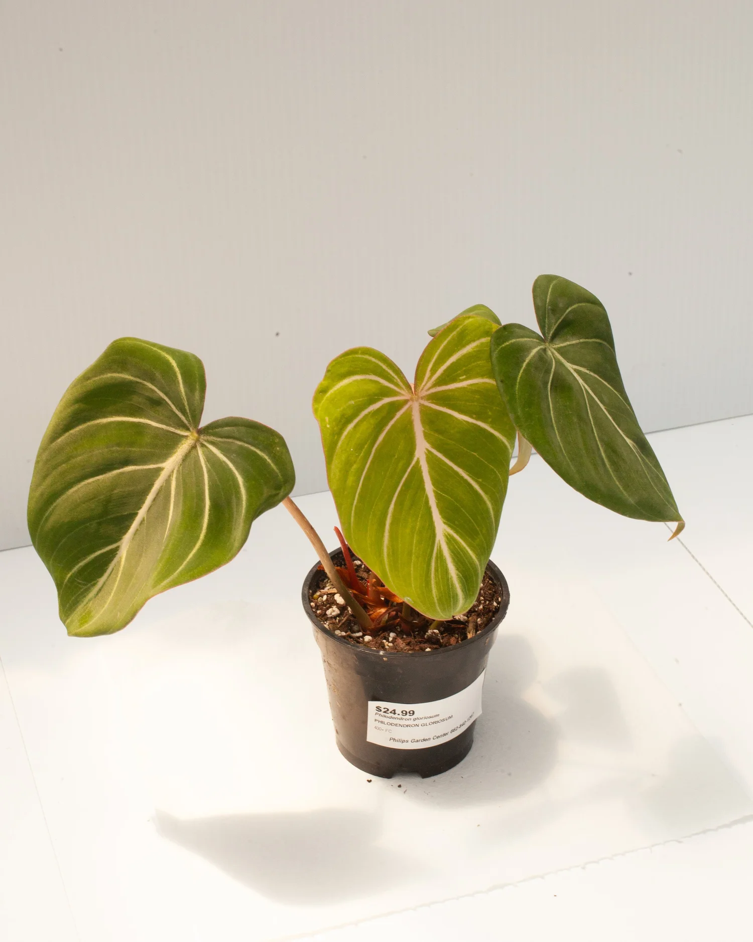 climbing pothos Buy Hanging Pothos  Easy-Care Climbing Plant  MO BLUMEN