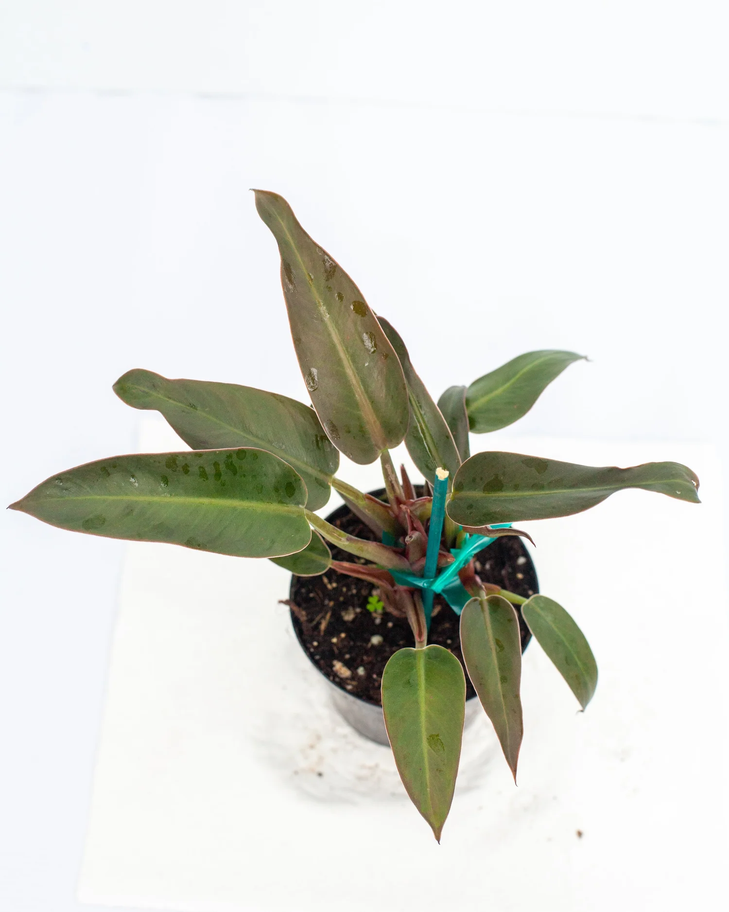 Philodendron 'Majesty'  Philips Garden Center