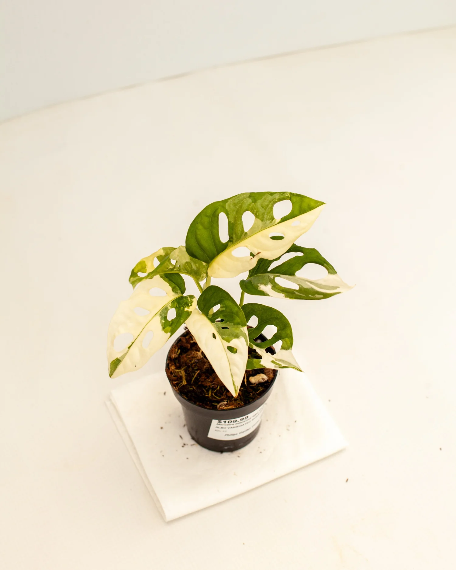 Monstera adansonii 'Albo variegated'  Philips Garden Center