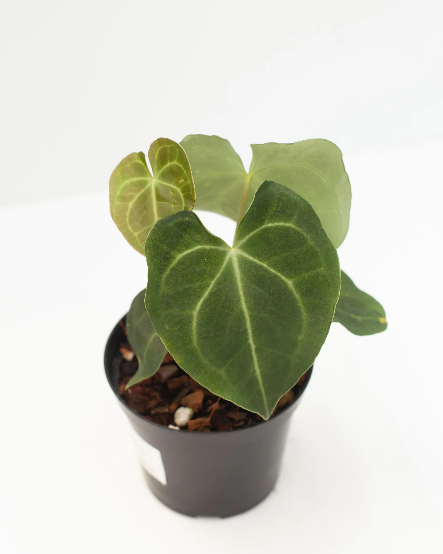 Anthurium 'King of Clarinervium'  Philips Garden Center