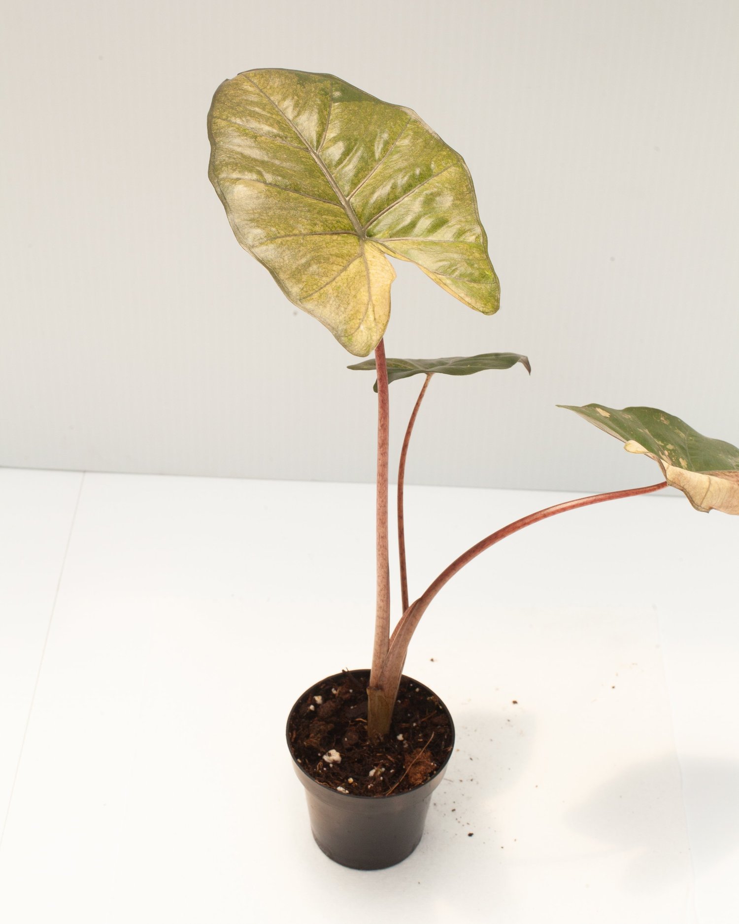 その他観葉植物 Alocasia Yucatan Princes Variegata Alocasia Yucatán Princess Variegated 3” – Rare Foliage Plant Co