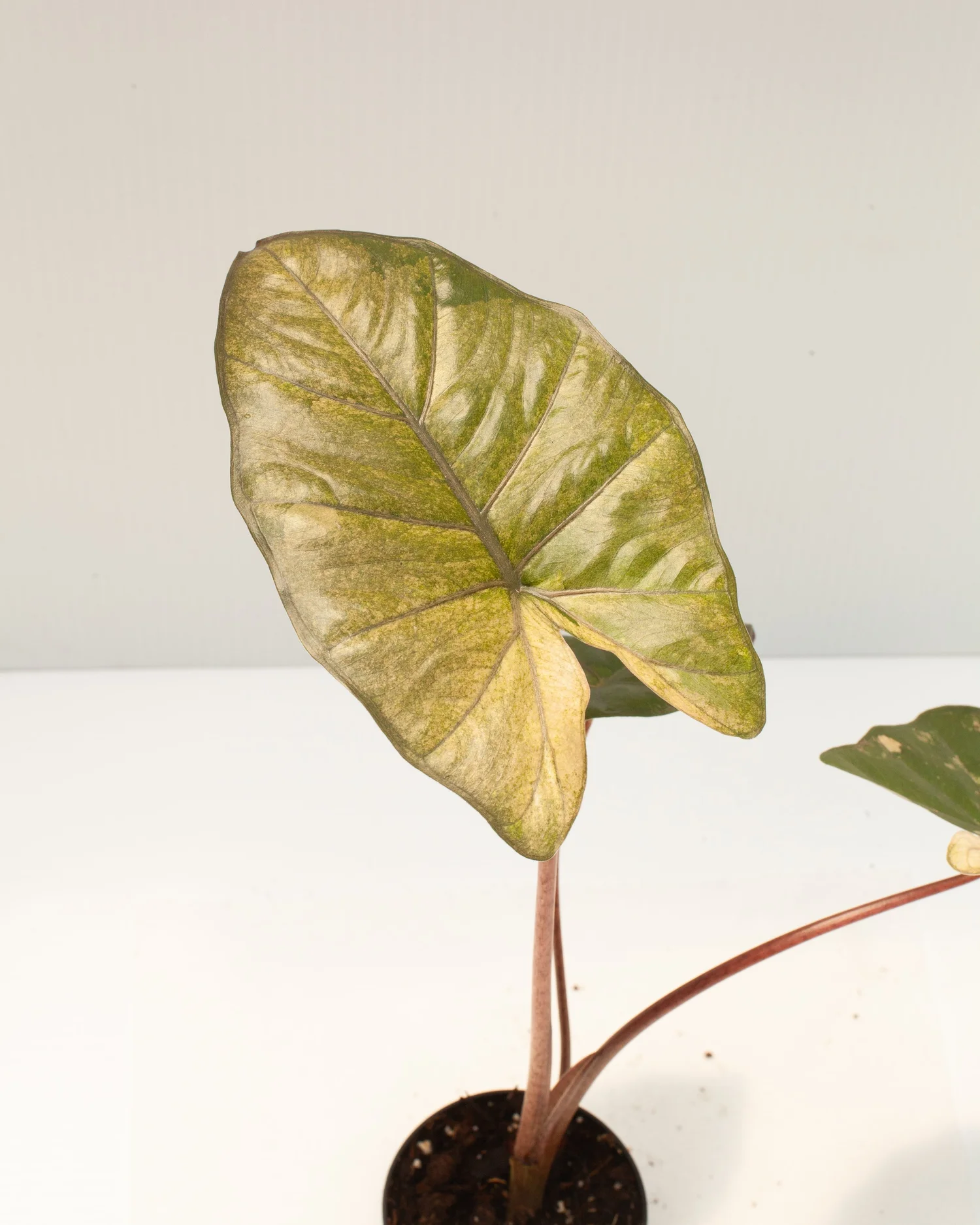 その他観葉植物 Alocasia Yucatan Princes Variegata Alocasia sarawakensis 'Yucatan princess' variegata - buy now