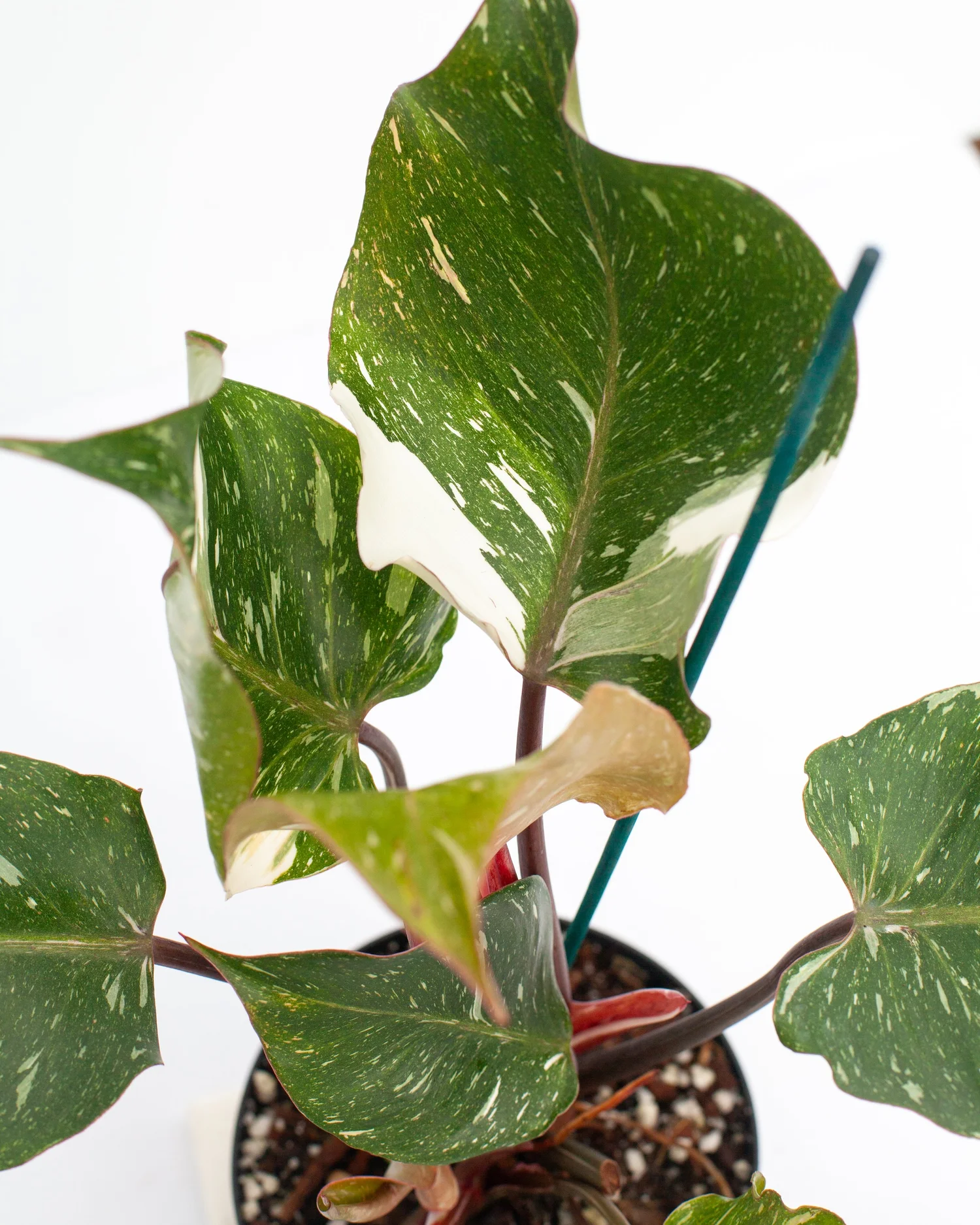 photinia immergrün Glanzmispel Photinia fraseri red robin 40-70 cm – Pflanzen247