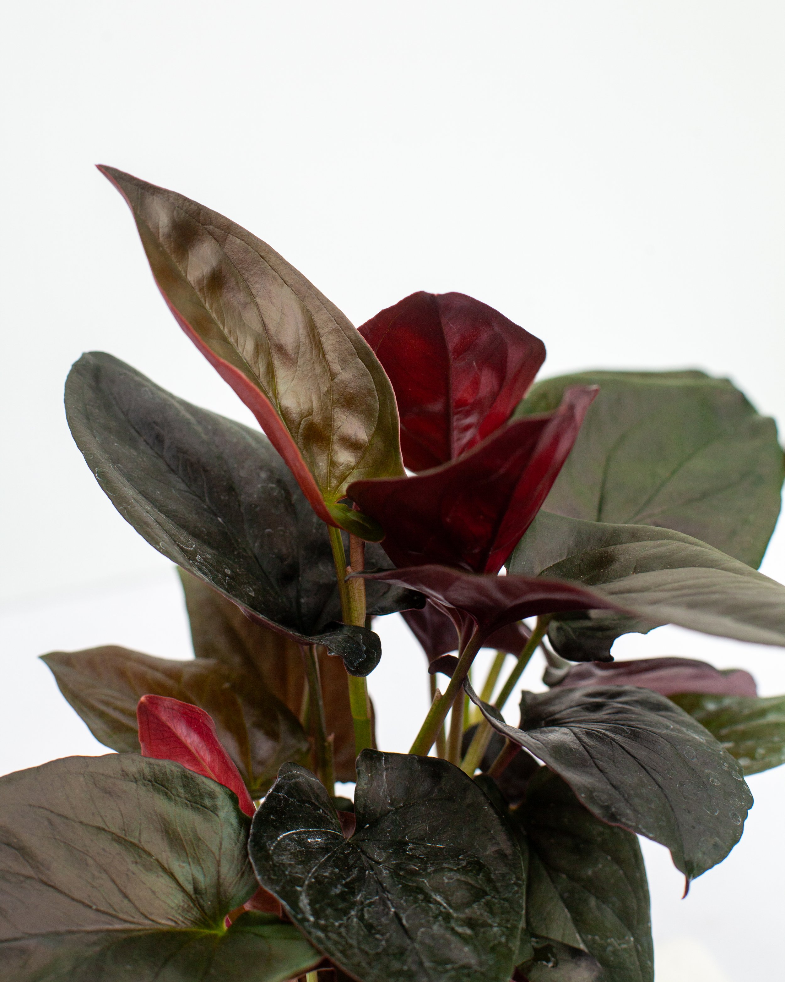 website-014.jpg