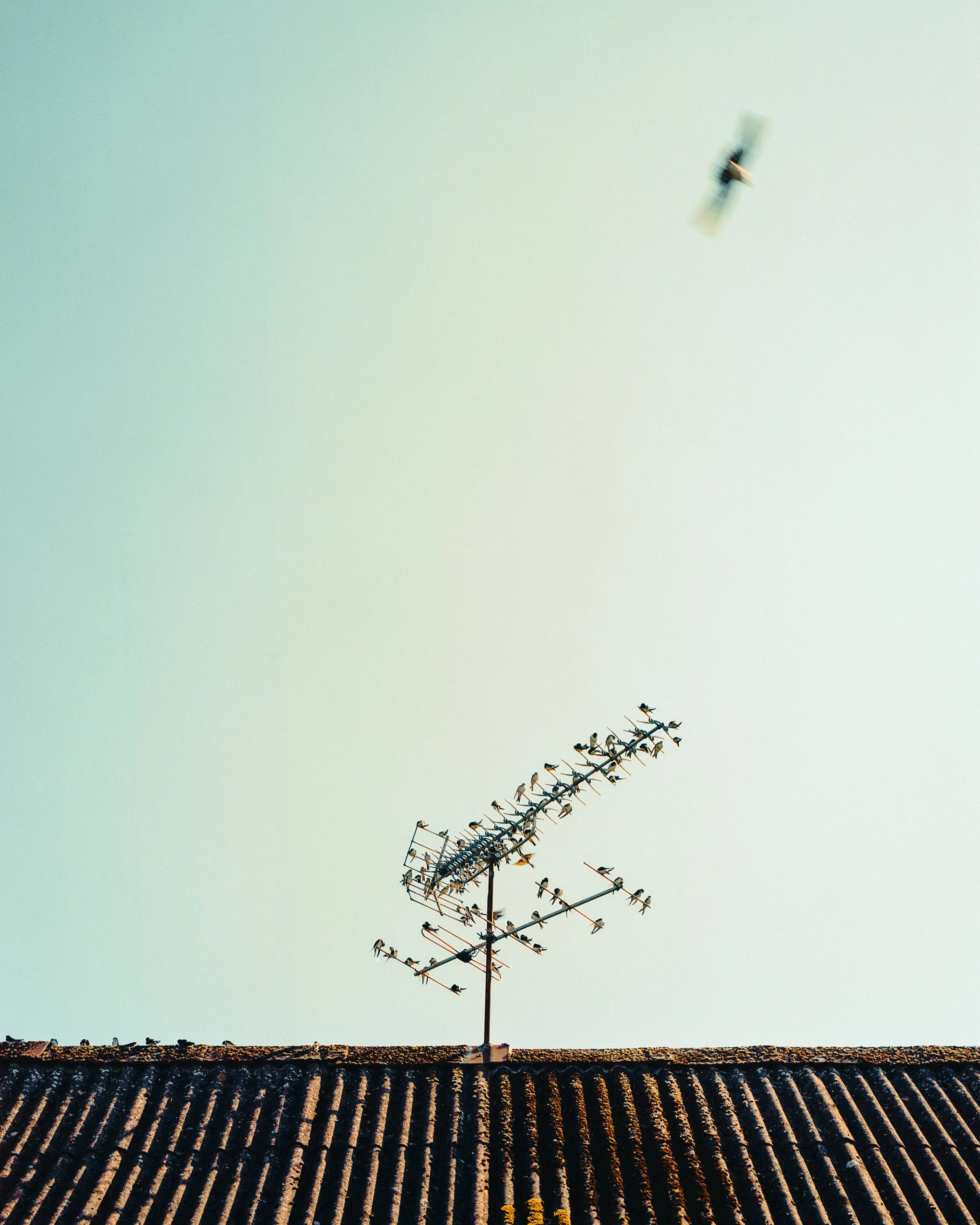 A rooftop with a TV antenna populated with many birds, and one bird flying away in the sky above.