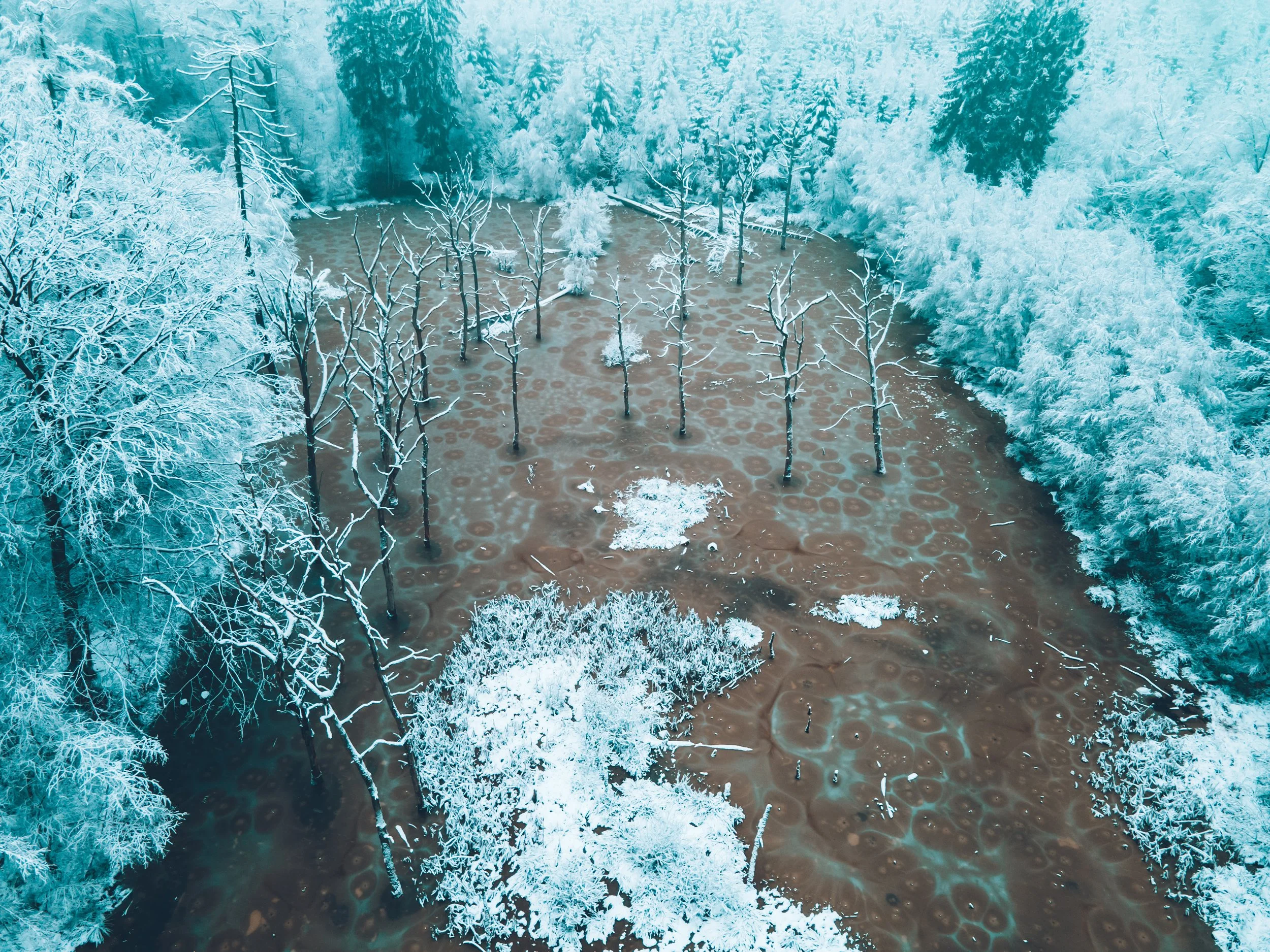 A winter scene showing a flooded forest with partially submerged, leafless trees surrounded by snow-covered evergreen trees.