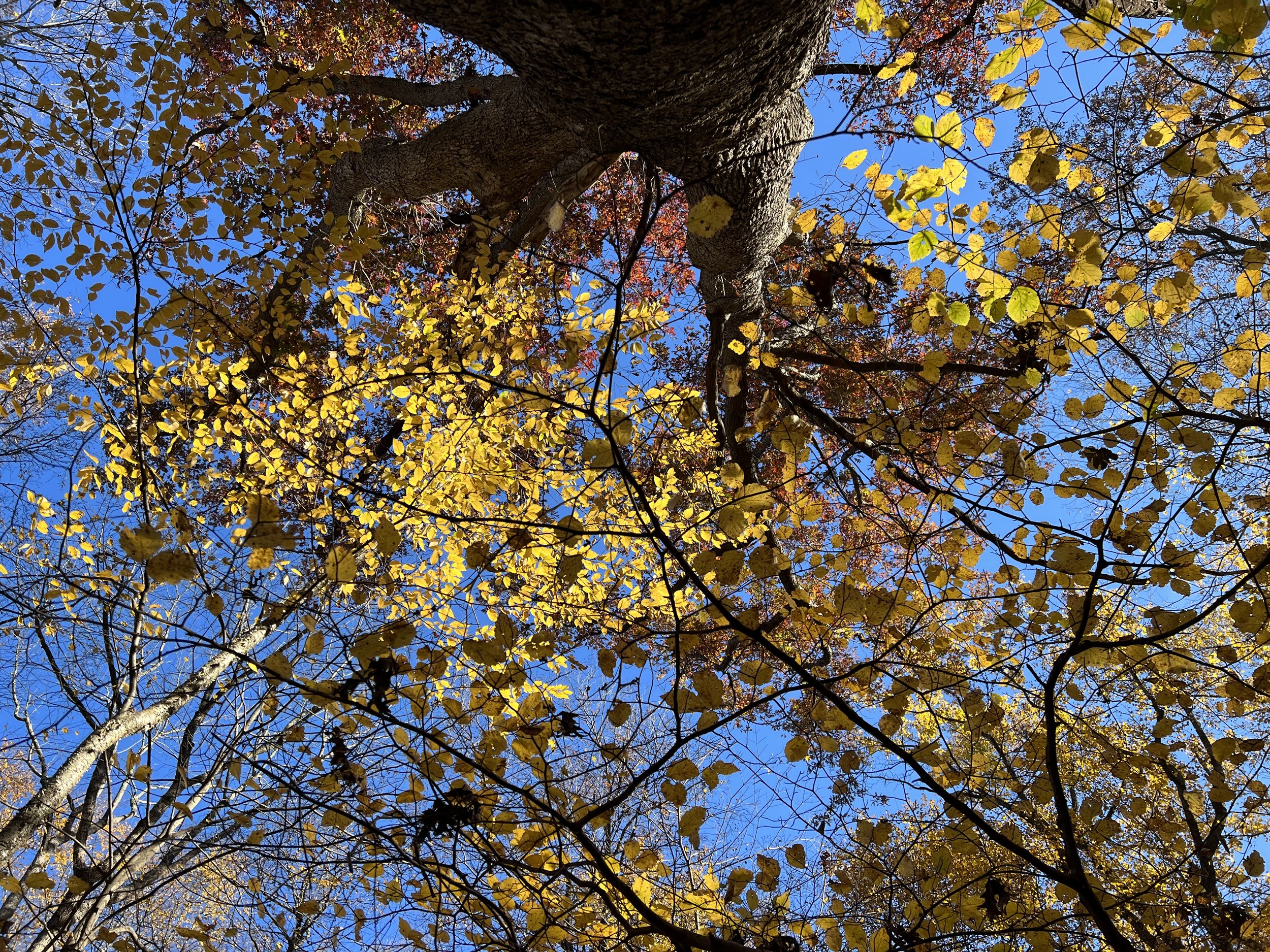 IMG_6671.jpeg