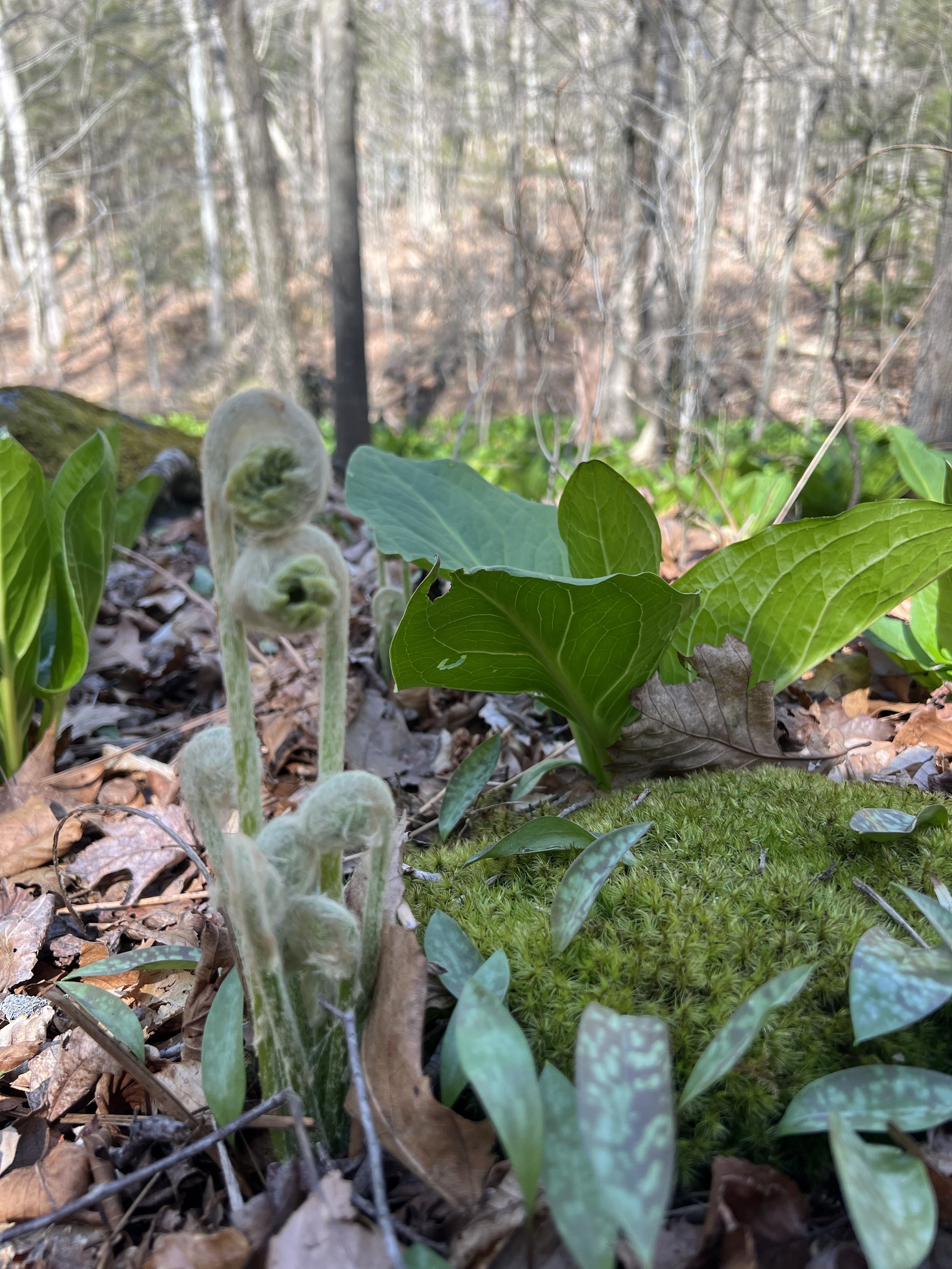 The Forest Comes Alive in Spring!