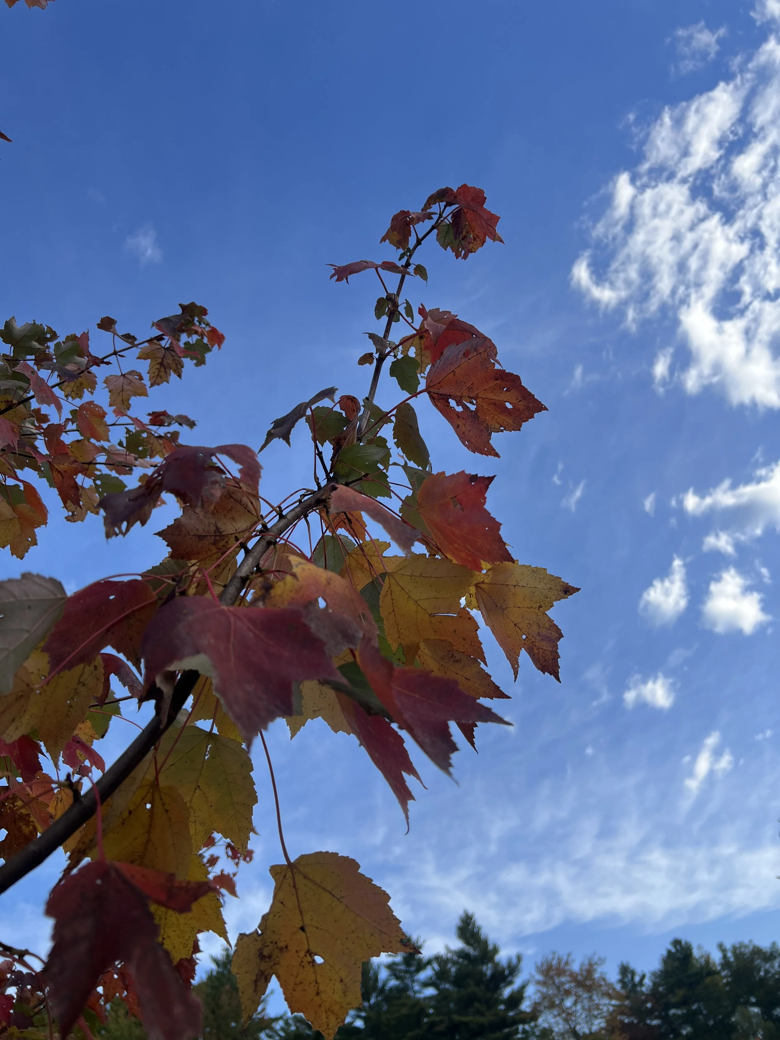 Immerse Yourself in Fall