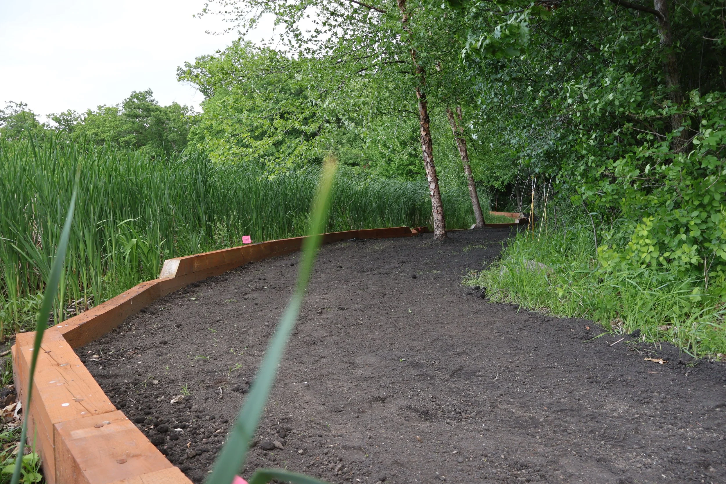 A garden bed with freshly turned dark soil, surrounded by green grass and trees, with a wooden border along the edge.
