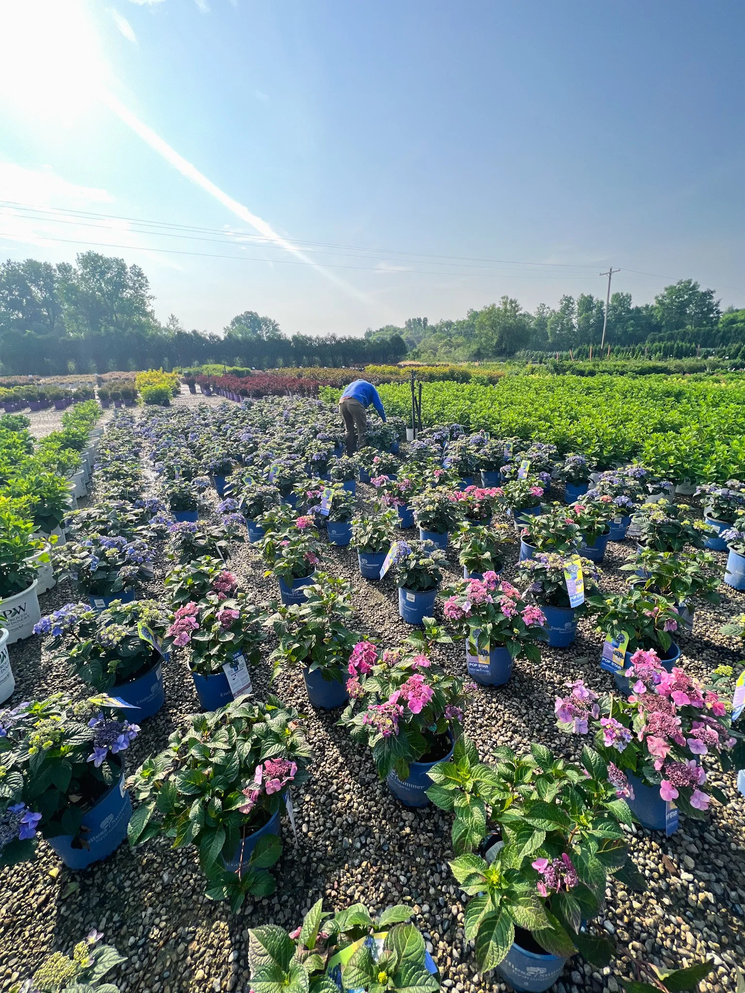 A person tending to rows of colorful hydrangea plants in a nursery with a sunny sky overhead.