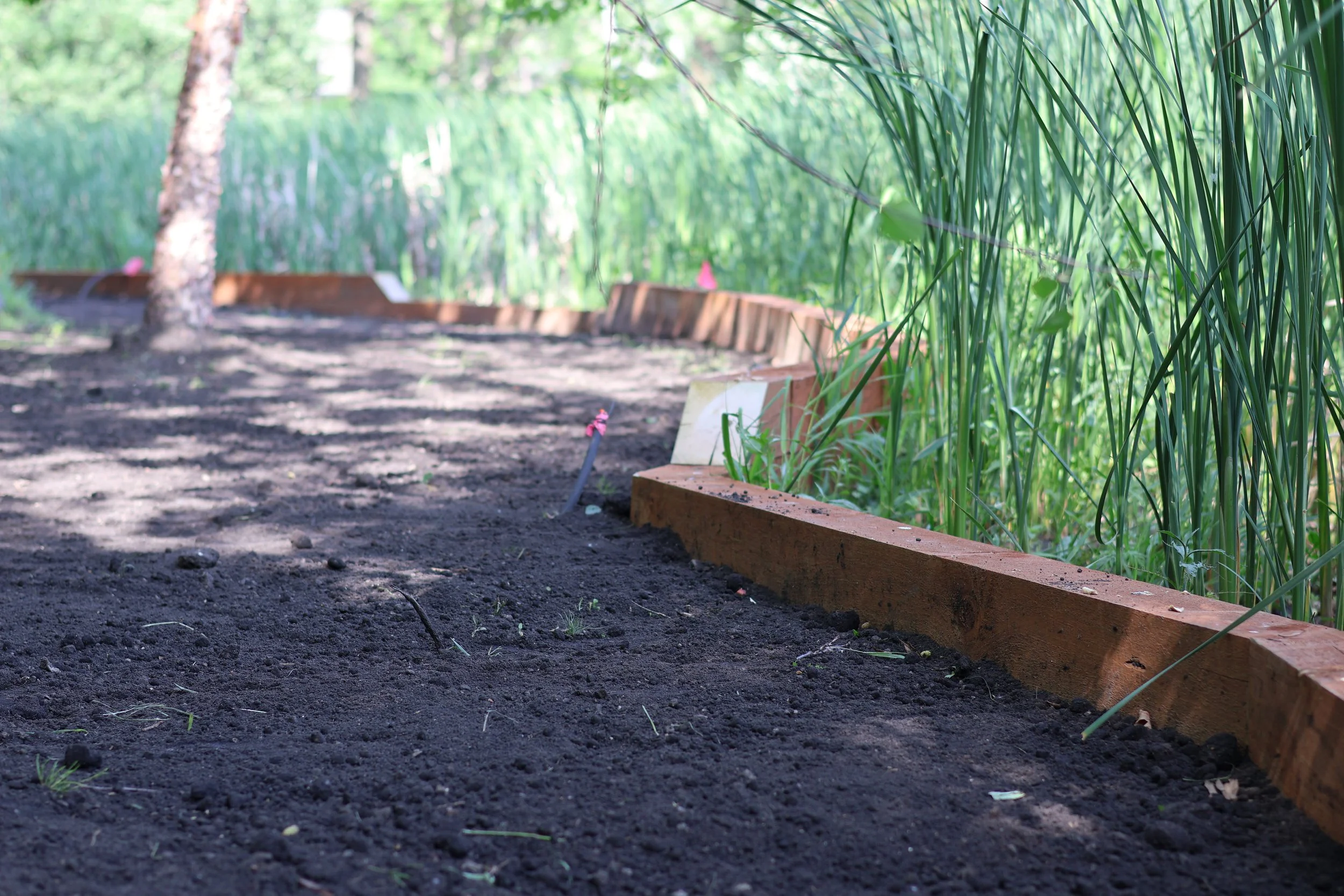 A garden bed with dark soil bordered by wooden planks, with tall green grass and trees in the background, in a sunny outdoor area.