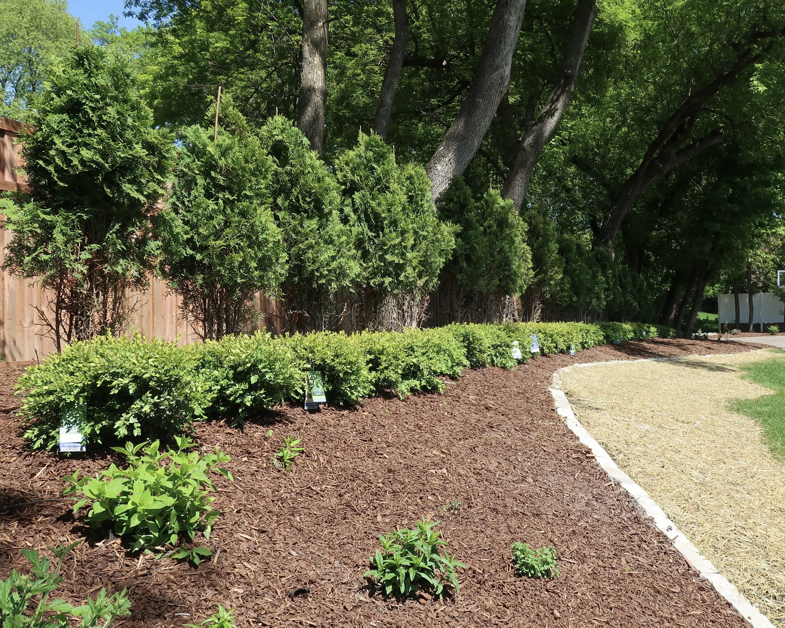 Row of green bushes and trees along a landscaped garden bed with brown mulch and a curved gravel pathway.
