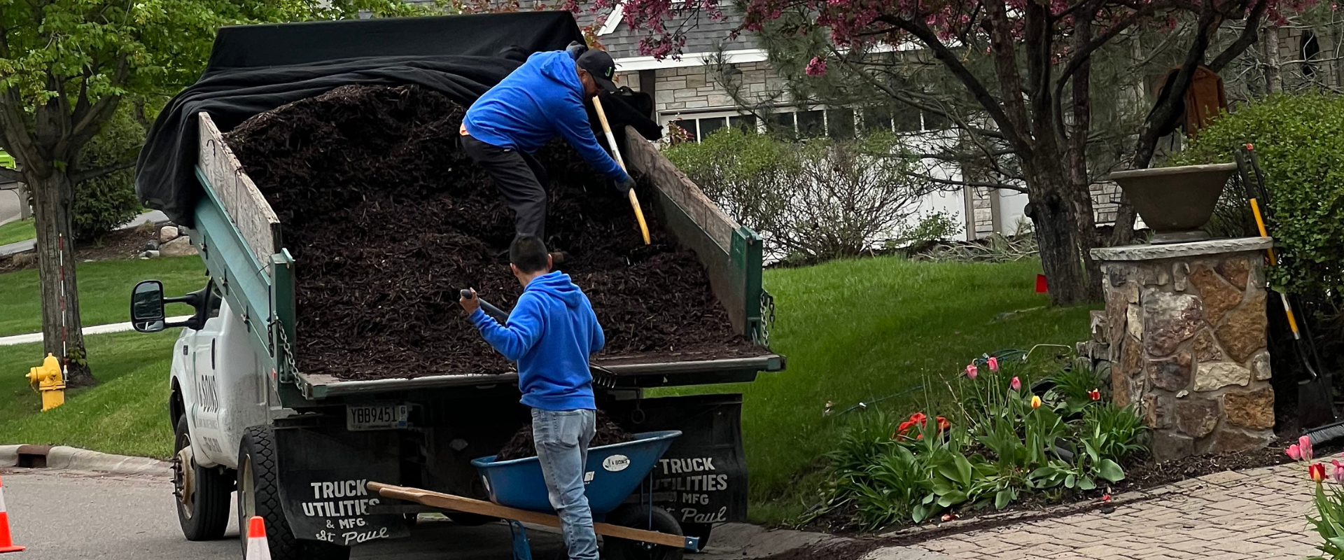 Two workers are unloading dark mulch from a dump truck onto a garden bed with tulips. One worker is standing inside the truck, shoveling mulch, while the other is standing outside, surveying the work on a smartphone. There are houses, trees, and a st