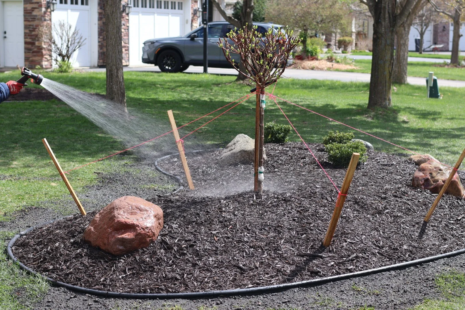 A person watering a newly planted small tree in a garden bed with mulch, surrounded by rocks and wooden stakes, with a car and houses visible in the background.
