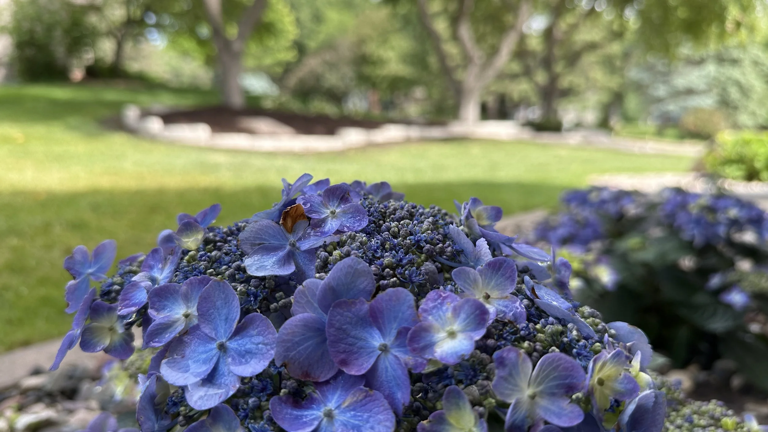 Close-up of a cluster of purple hydrangea flowers on a garden lawn with trees and a stone border in the background.