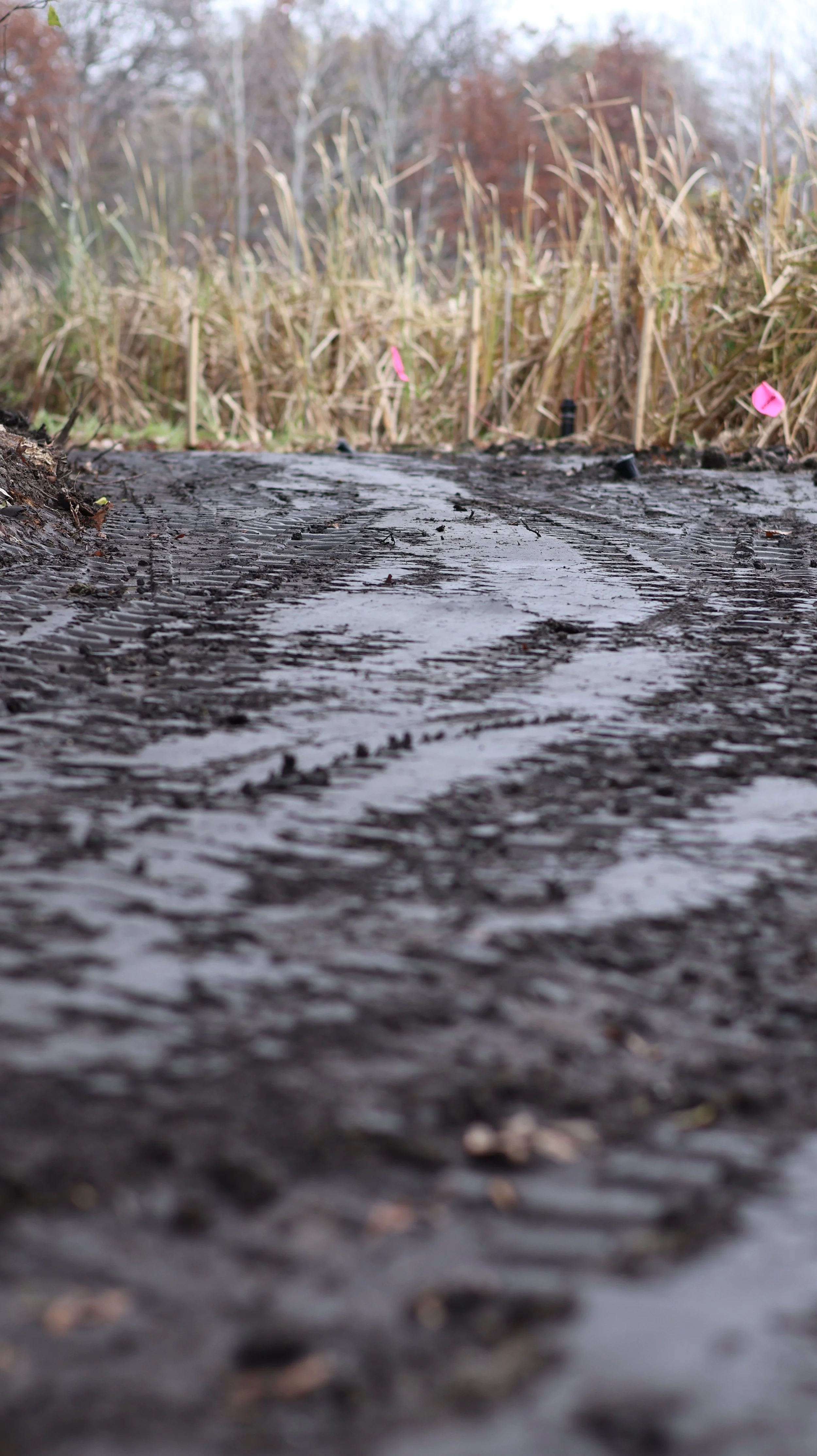 A muddy dirt trail in a natural outdoor setting with dry grass and trees in the background, marked with pink flags.