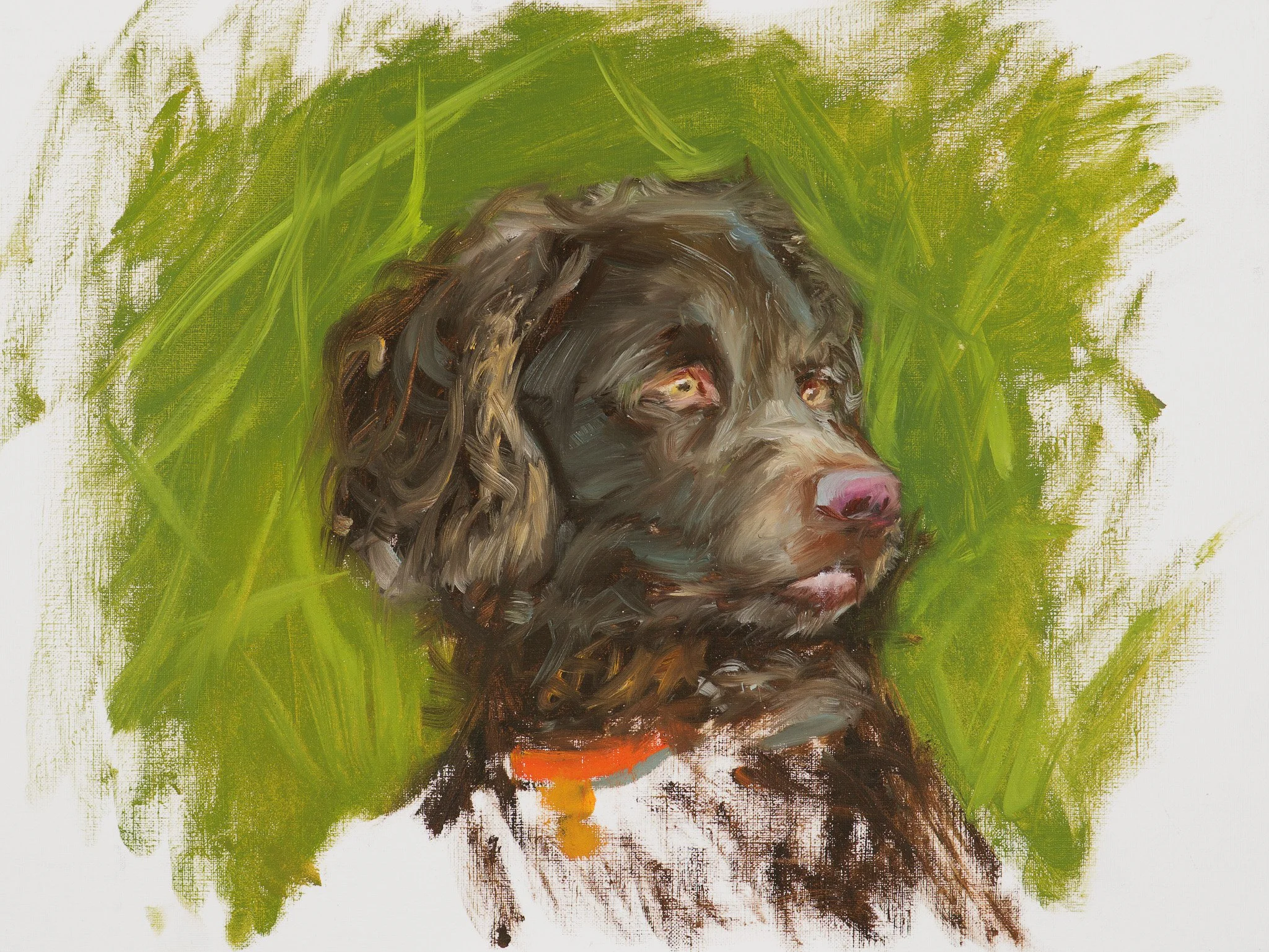Loose oil study of a chocolate Boykin spaniel's head with an orange collar against bright green brushstrokes, by Hampton Watts