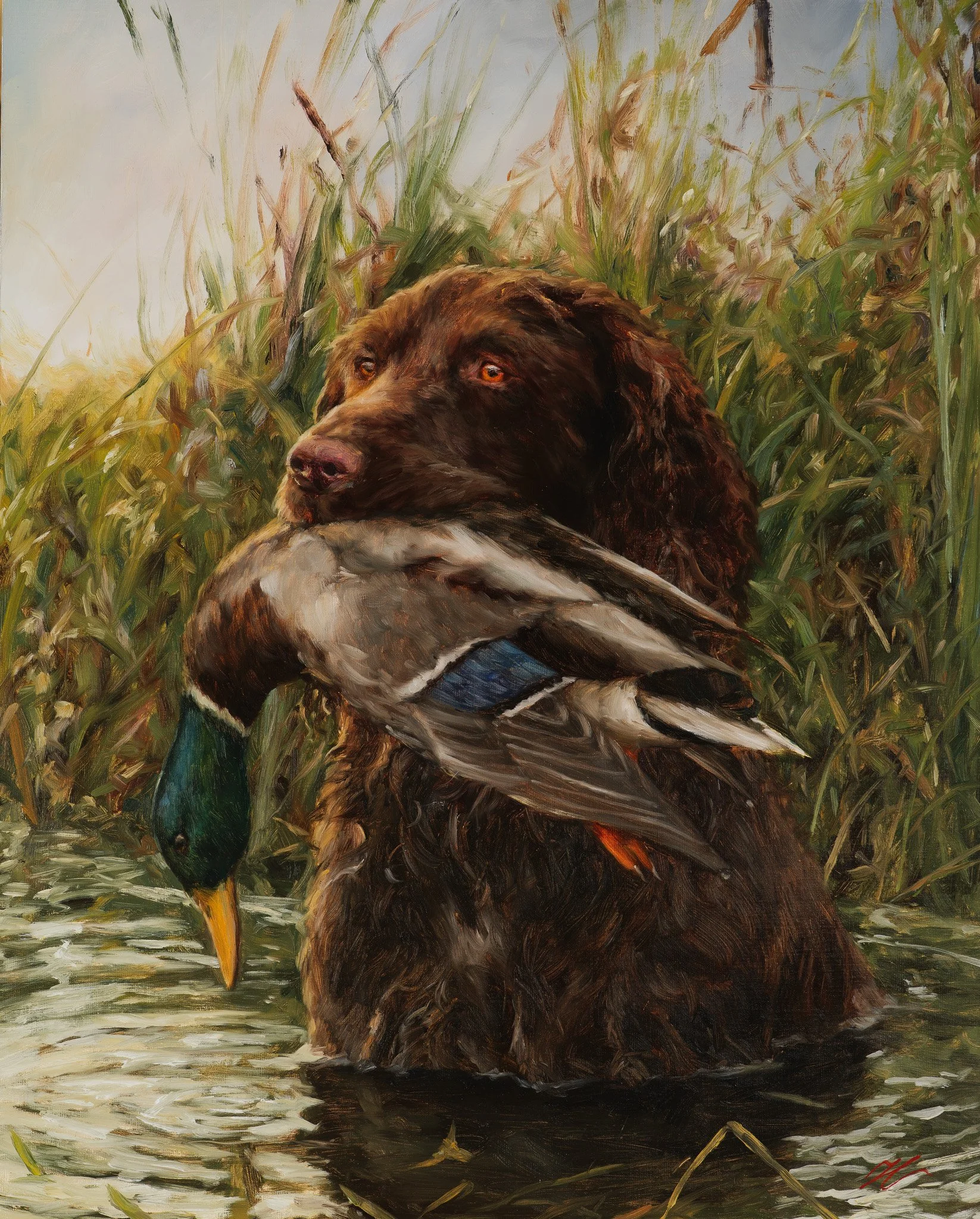Oil painting of a chocolate Boykin spaniel in marsh water carrying a drake mallard in its mouth, tall reeds behind, by Hampton Watts