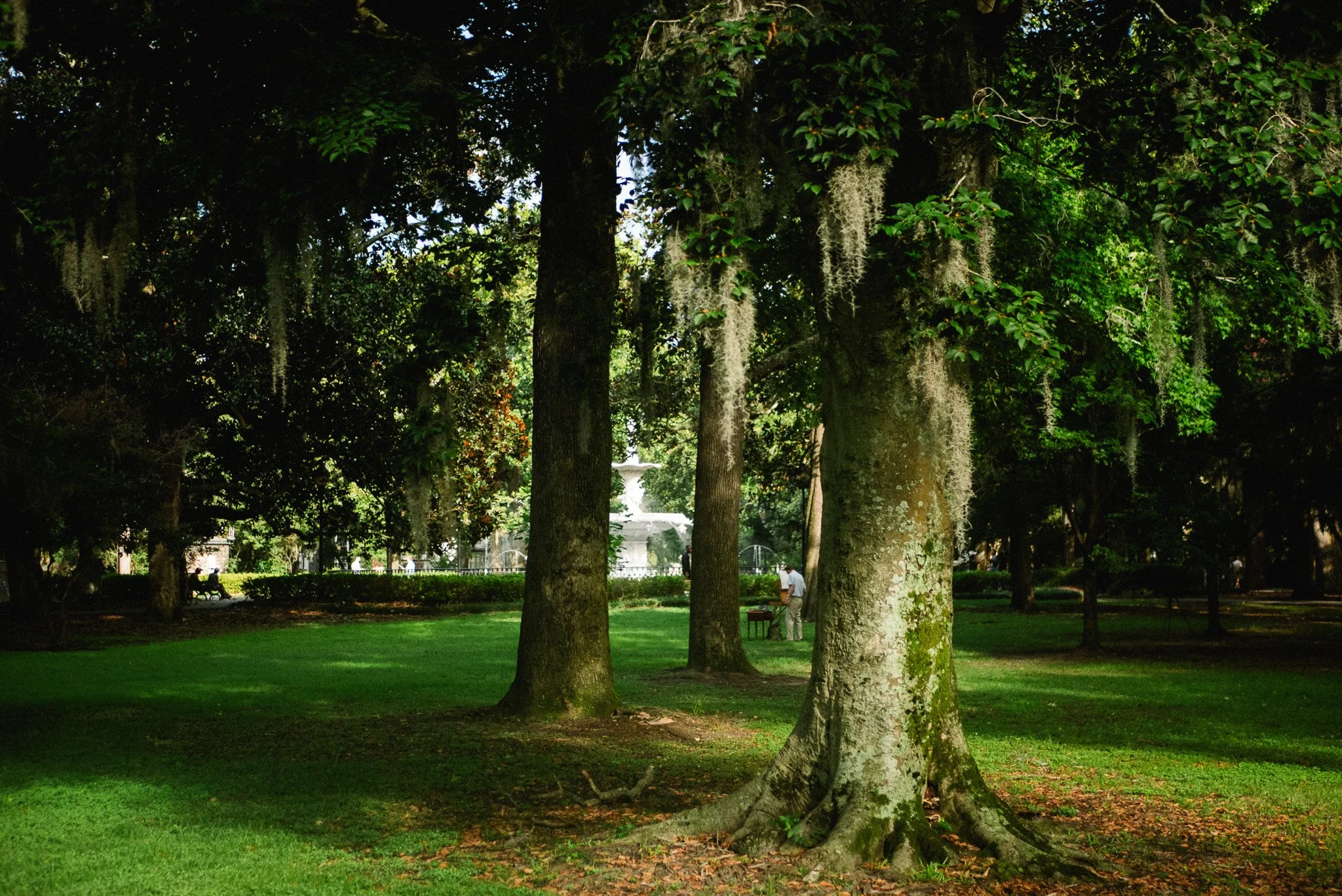 live oak trees in Forsyth Park Savannah with dappled morning light and Spanish moss