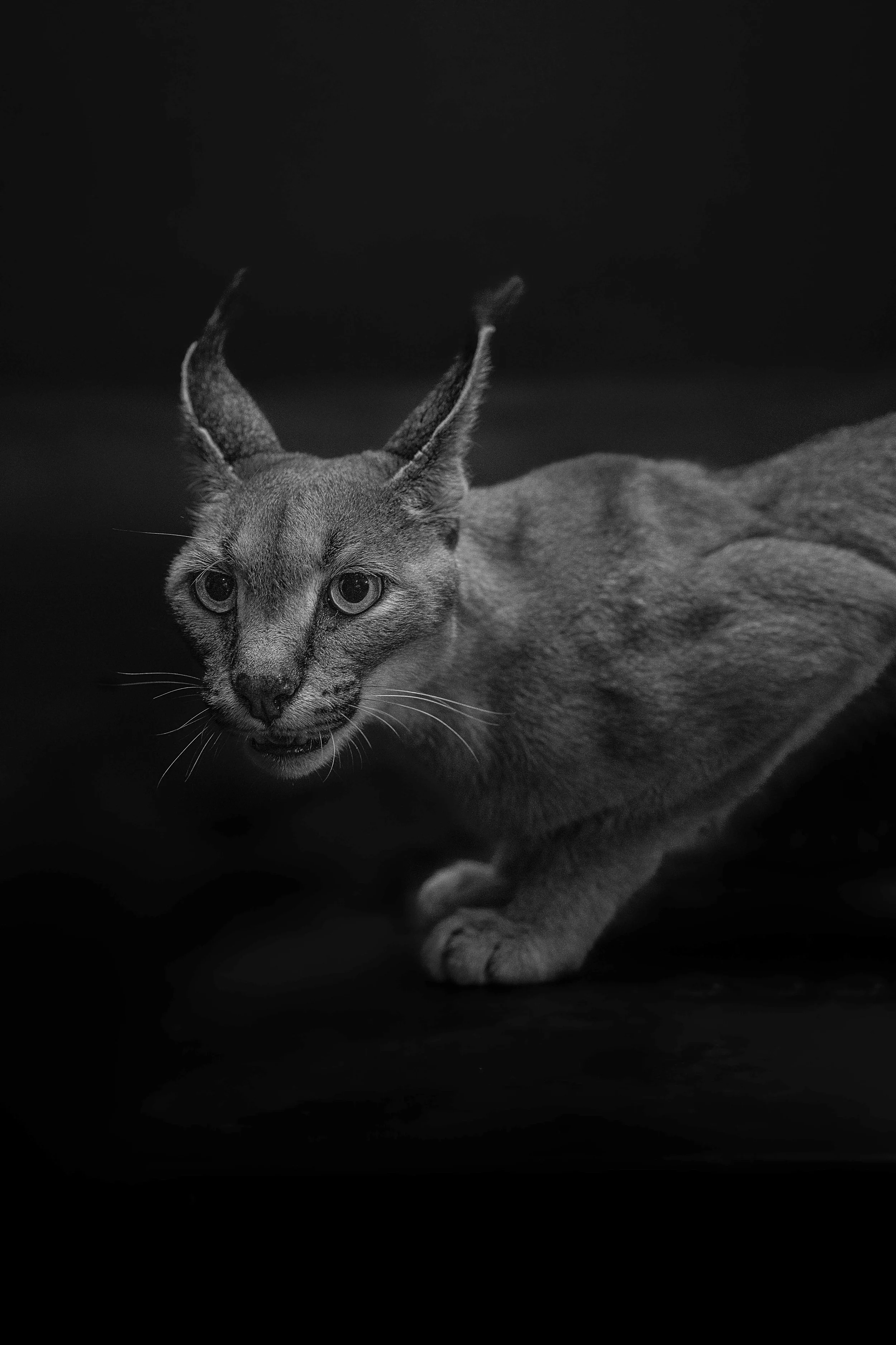 INTO THE SHADOWS-4.jpg