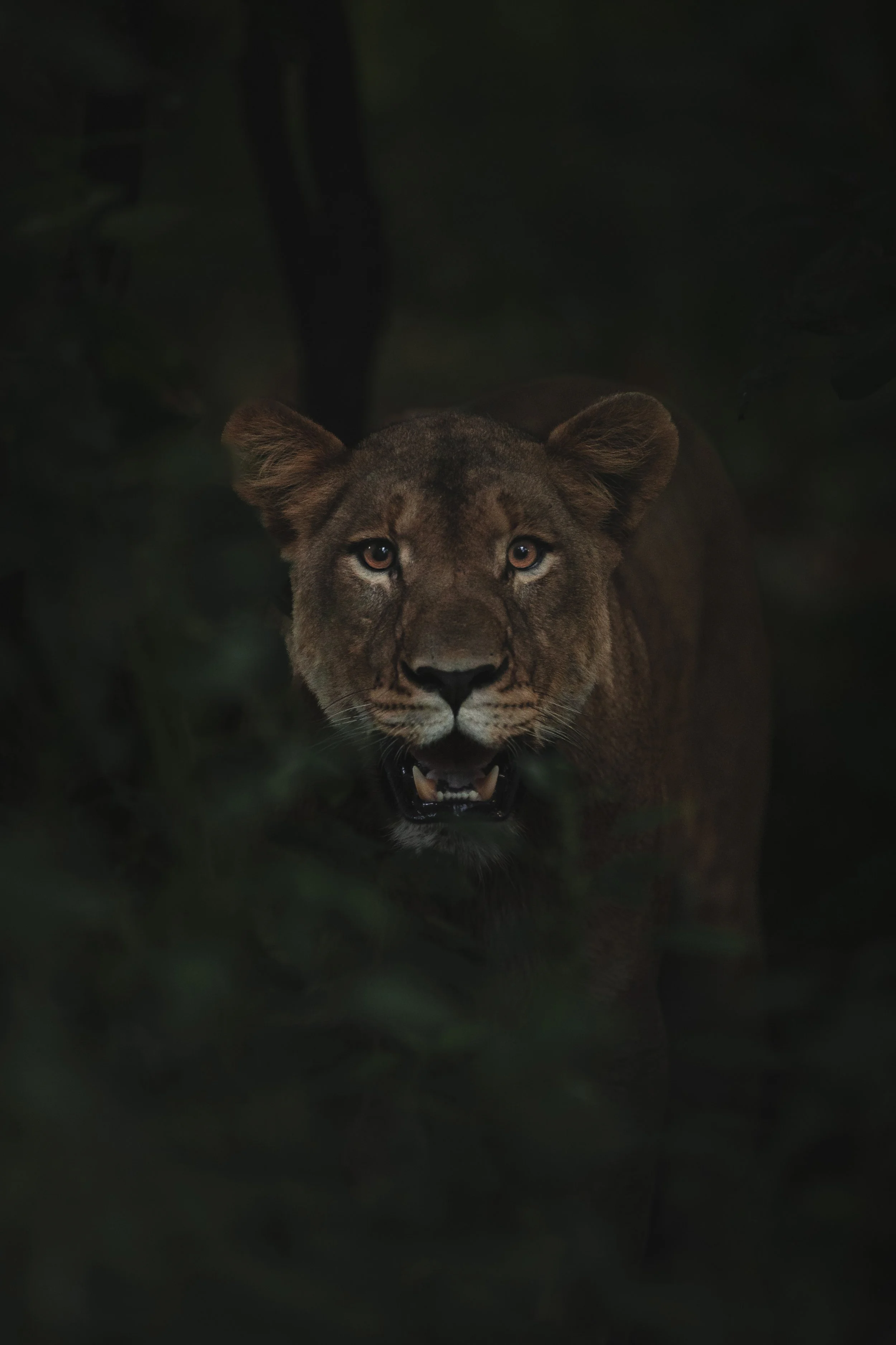 LIONESS STALK.jpg