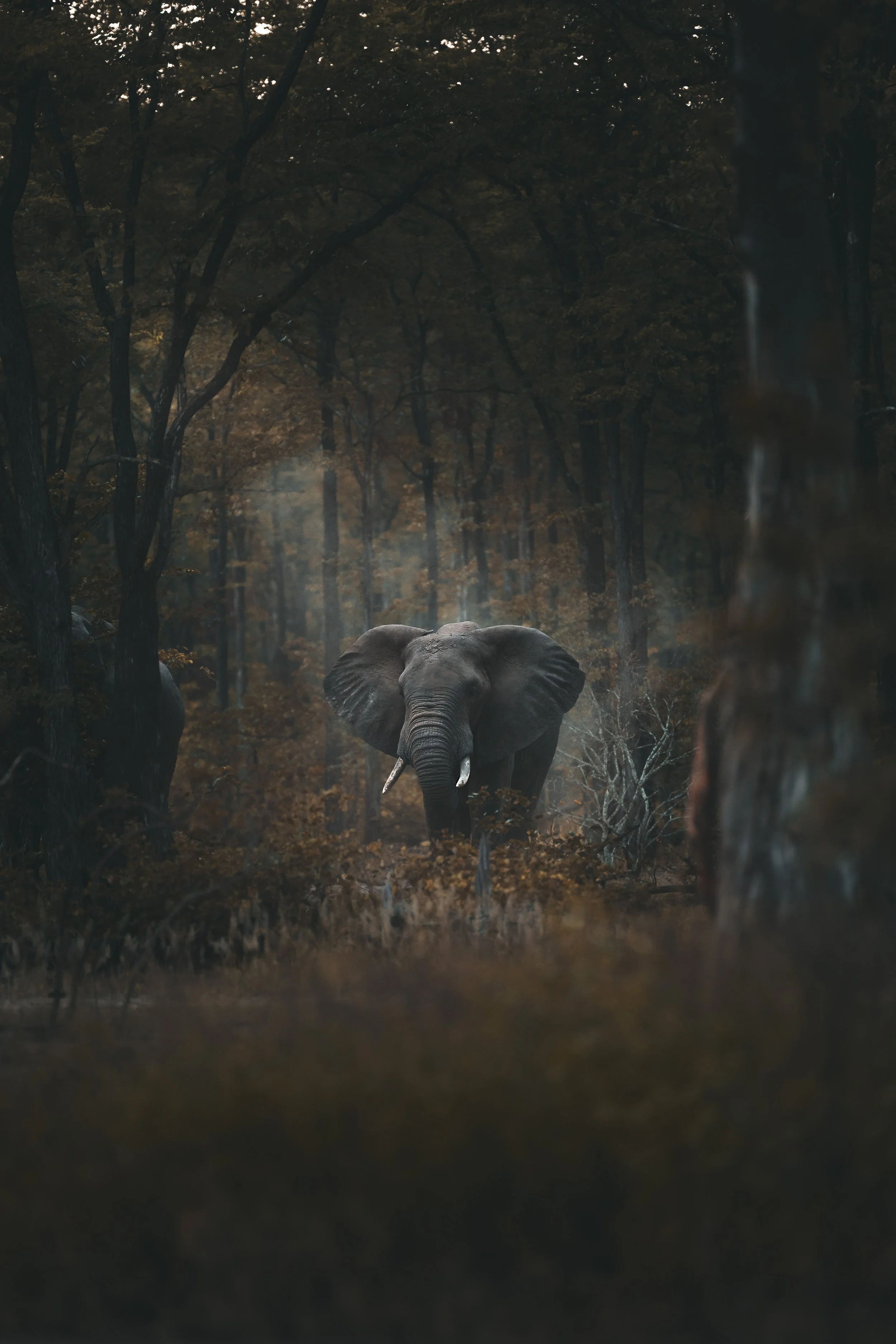 FOREST ELEPHANT.jpg