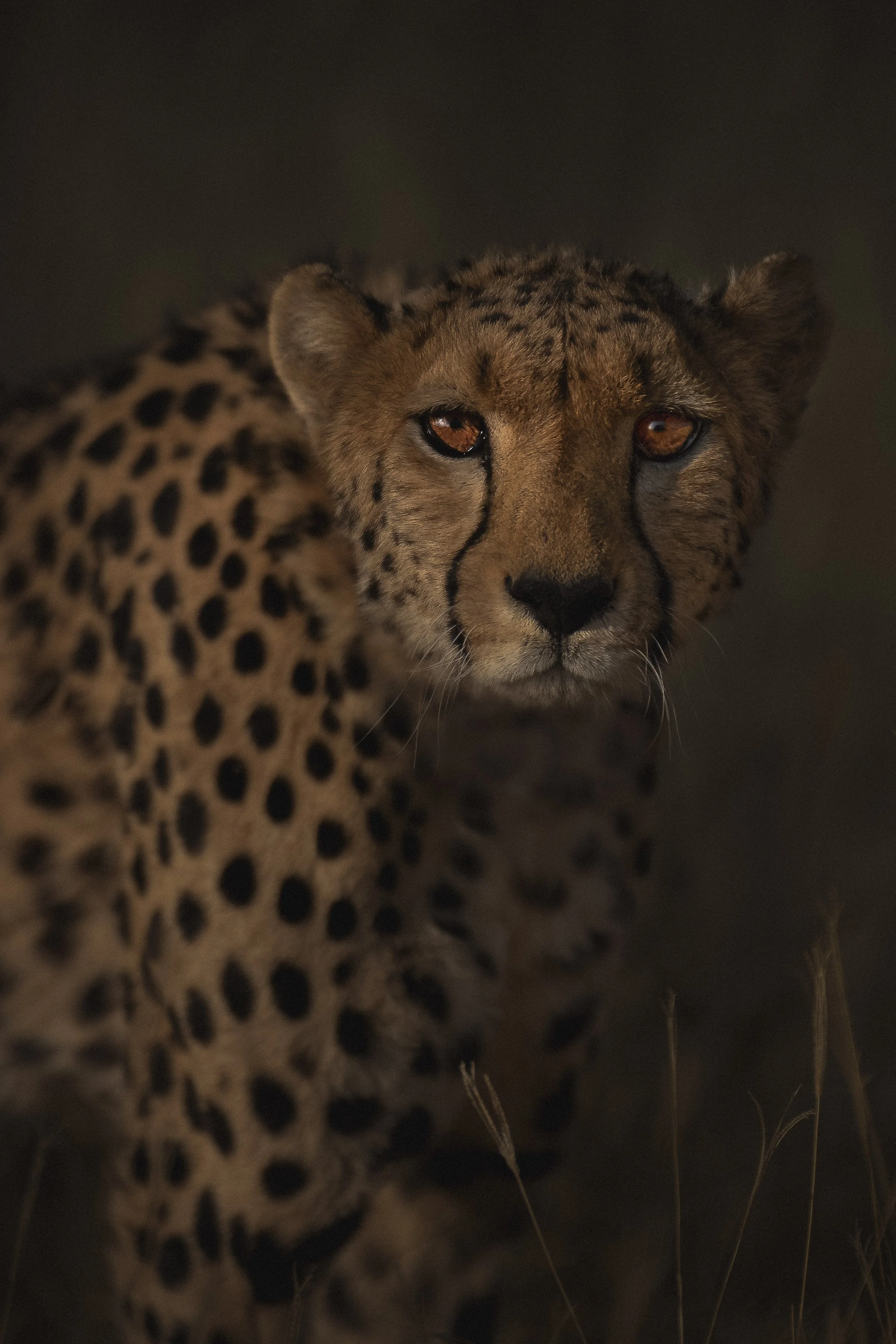 CHEETAH DARK STARE.jpg