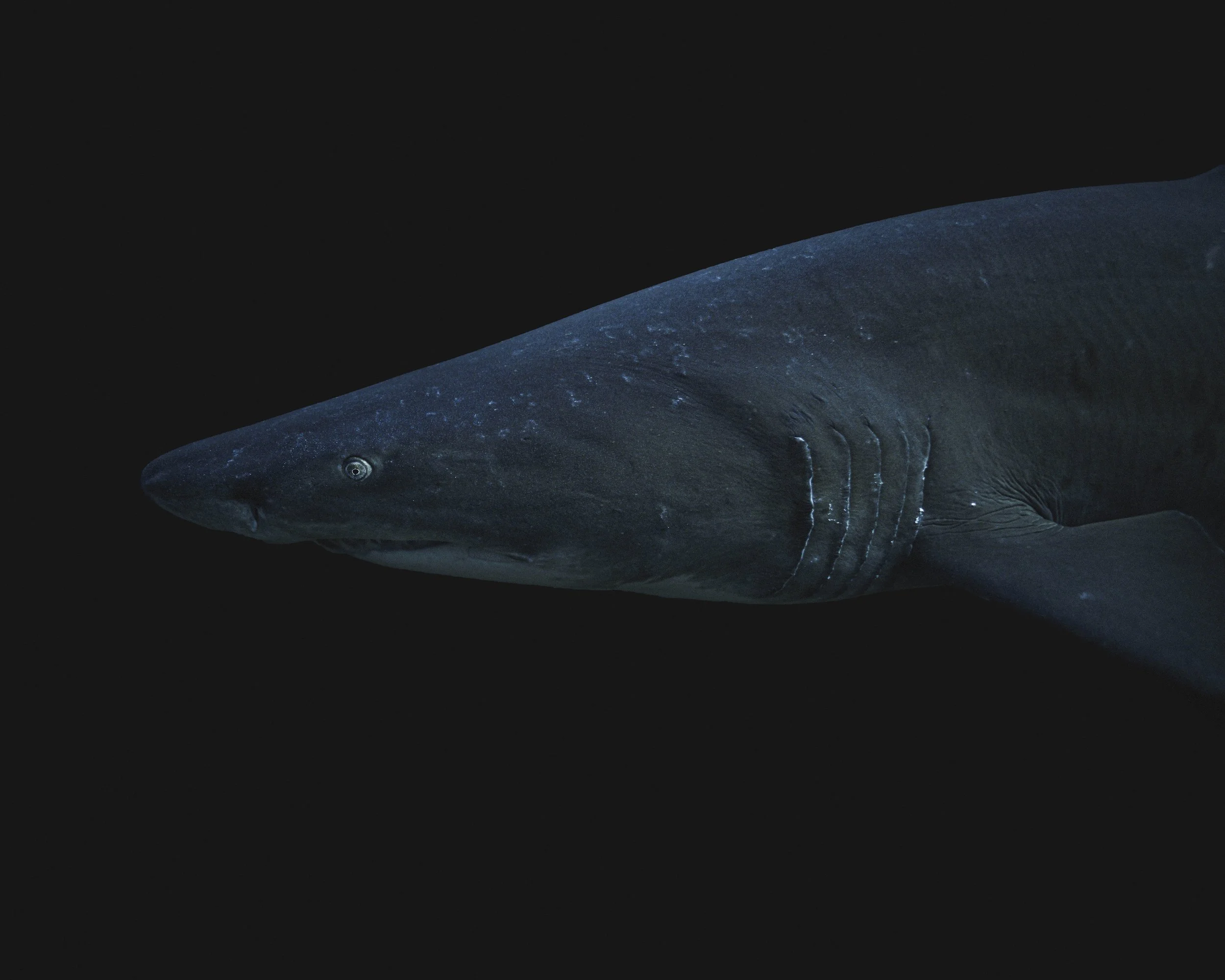 ALIWAL SHOAL-3.jpg
