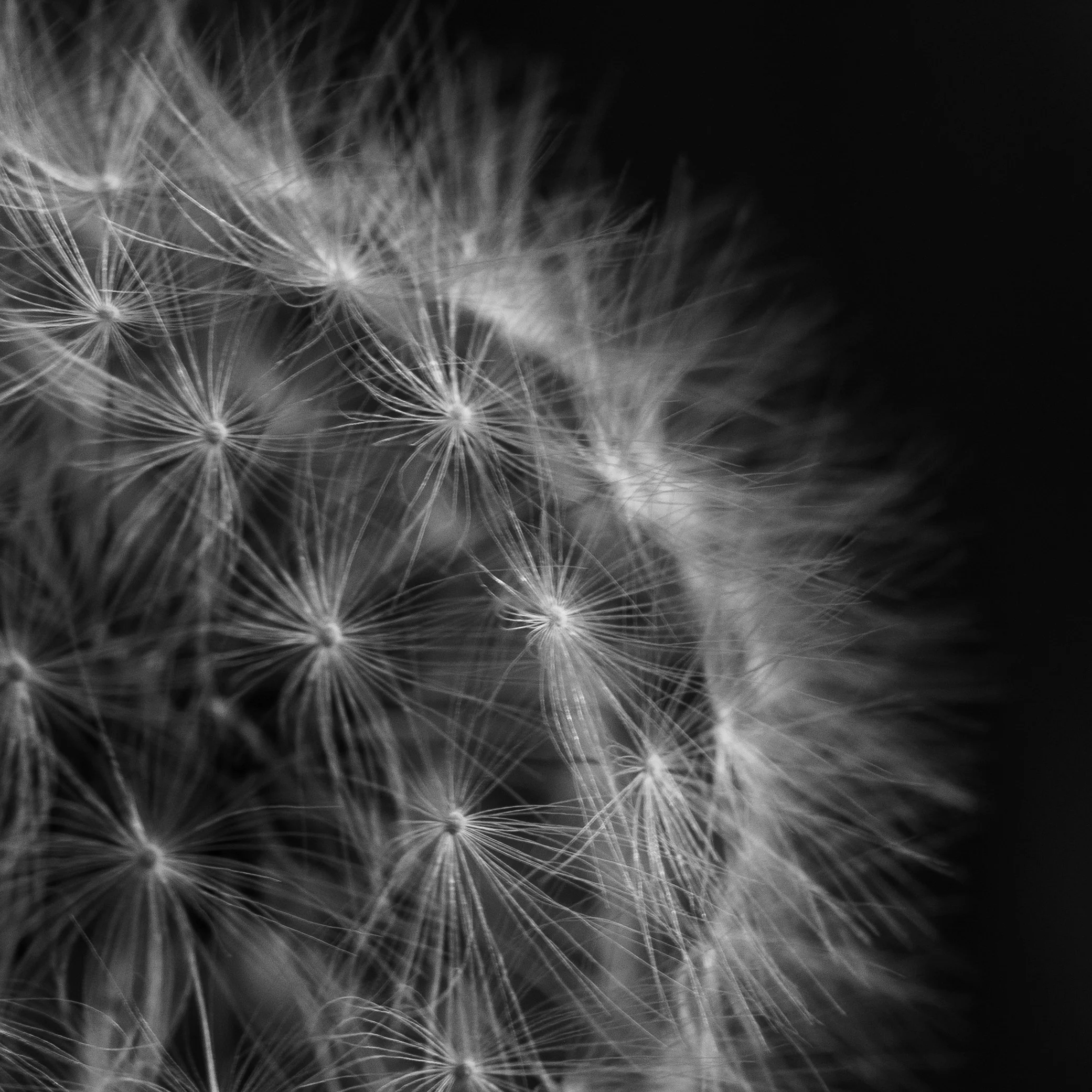 holocene