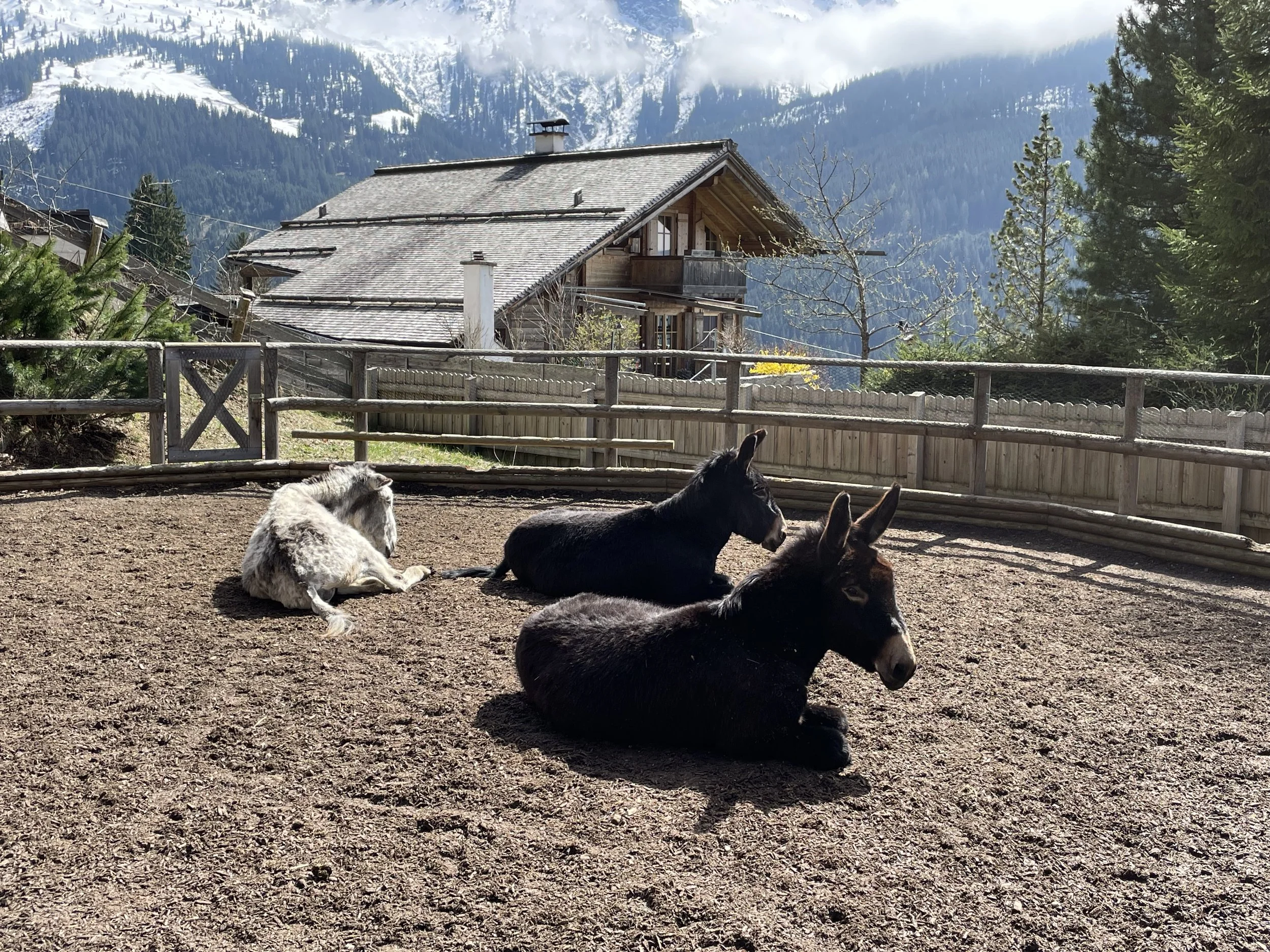 eselresonanz-therapeutisch AlmZeit Tirol - mentale Stärke und Gesundheit