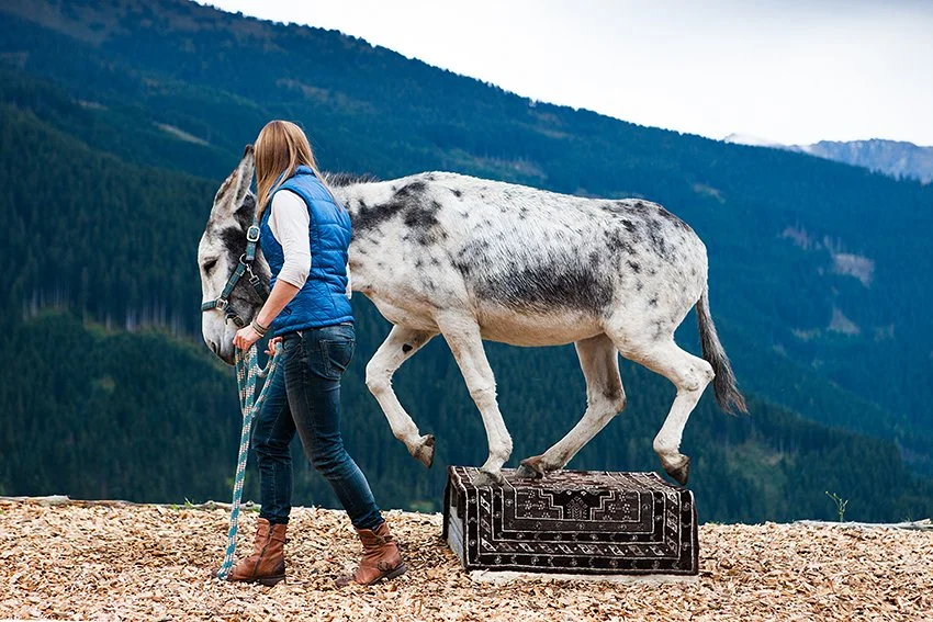 READYNOW Burnoutprävention mit Eselresonanz