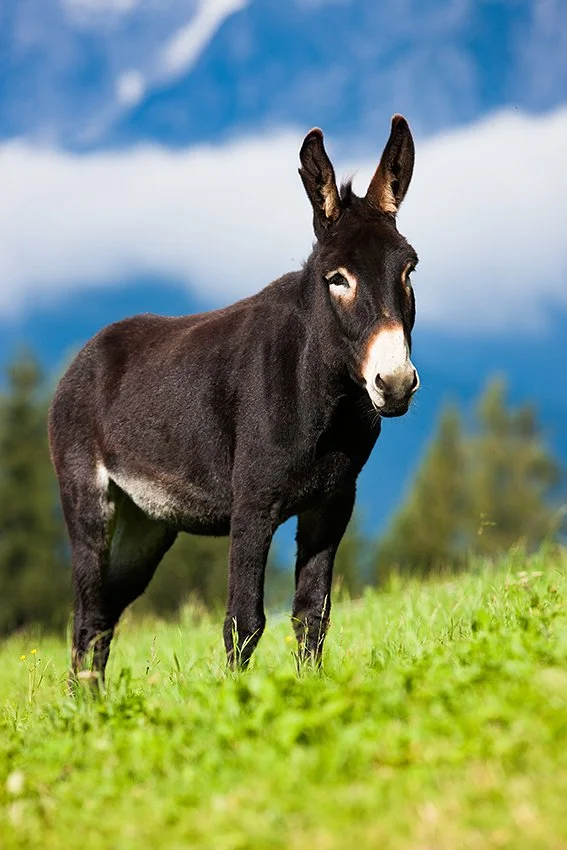 eselresonanz-therapeutisch-tirol