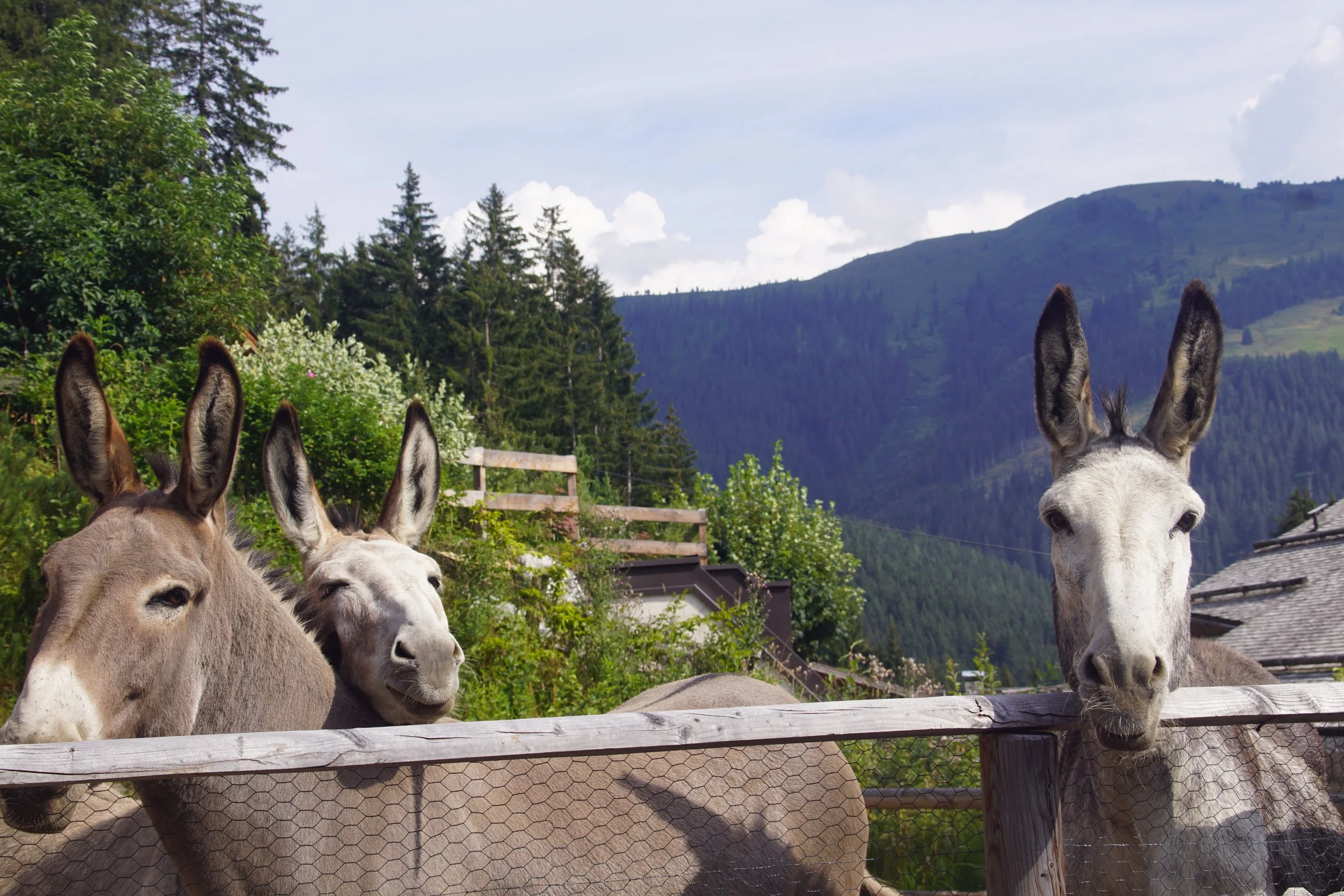 eselresonanz-therapeutisch-tirol nach dem REadinessprinzip