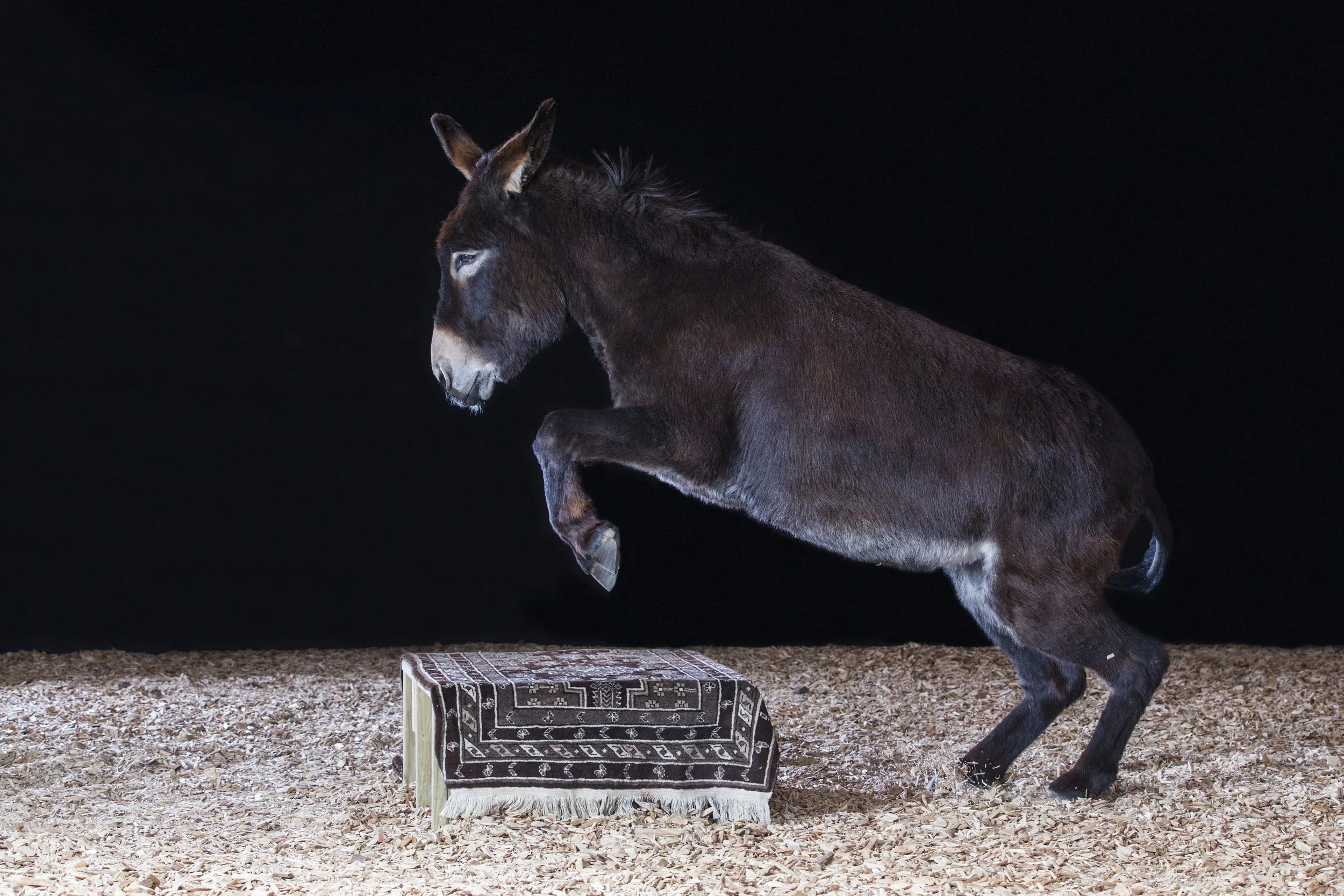 Esel nahe der AlmZeit – Resonanzmoment - freier Sprung über ein Hindenis