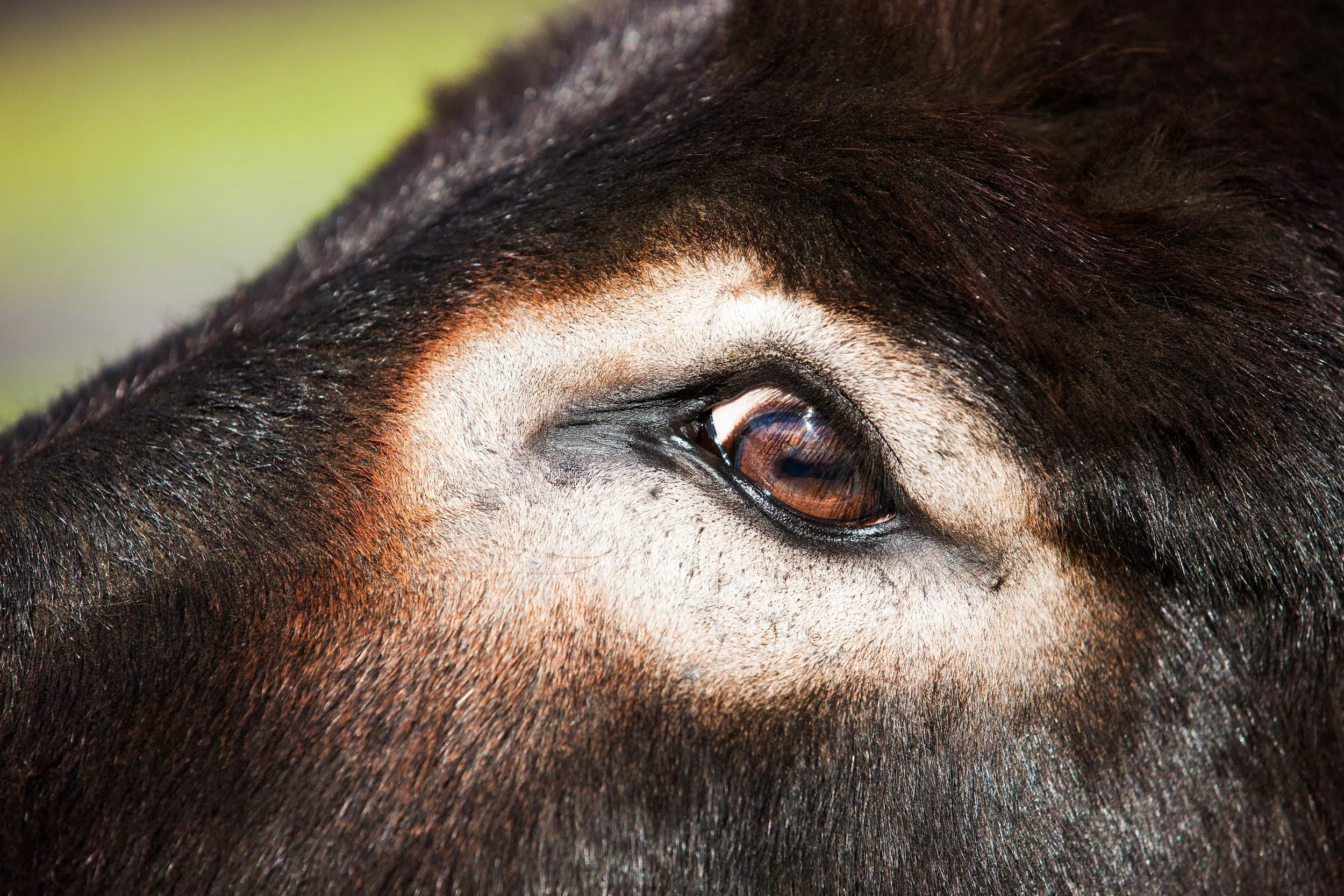 Eseltherapie bei für Menschen dieunter Stress, innerer Unruhe oder Erschöpfung leiden