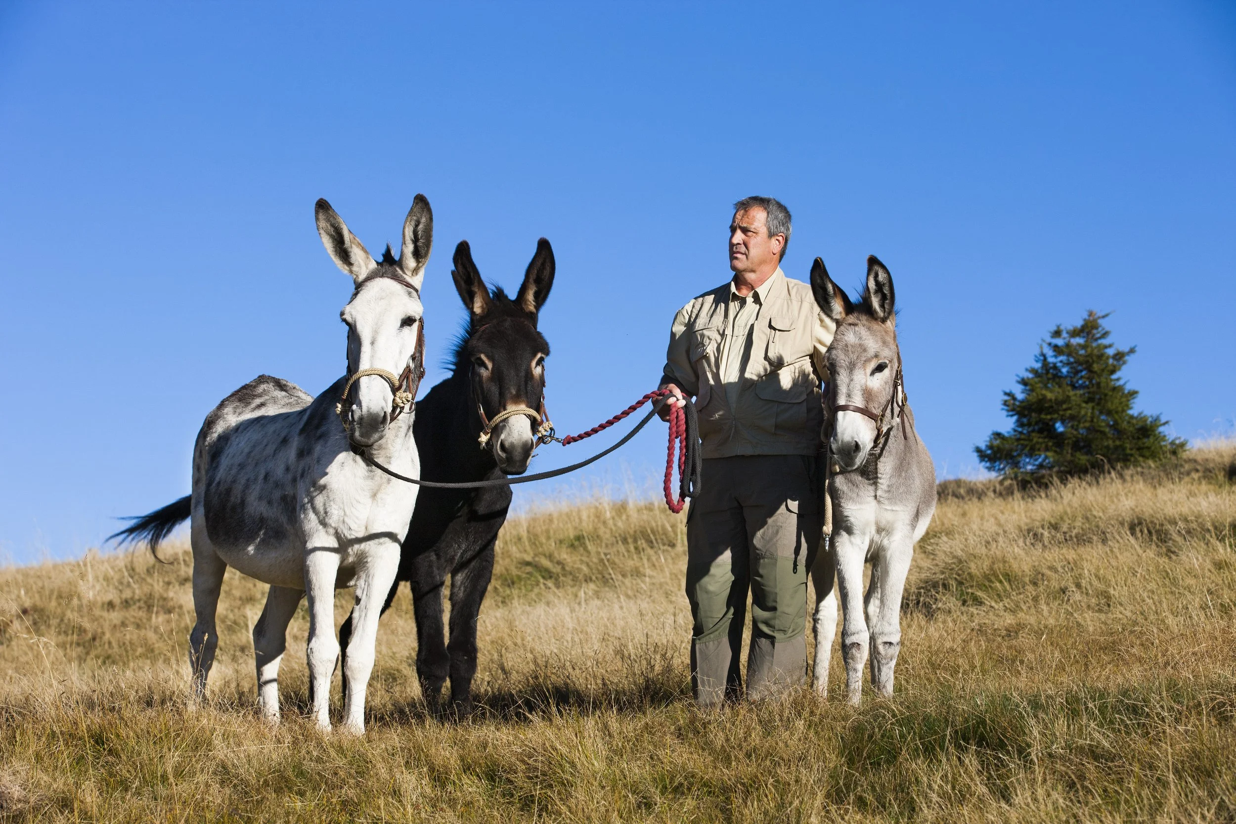 Eselarbeit bei Almzeit Tirol